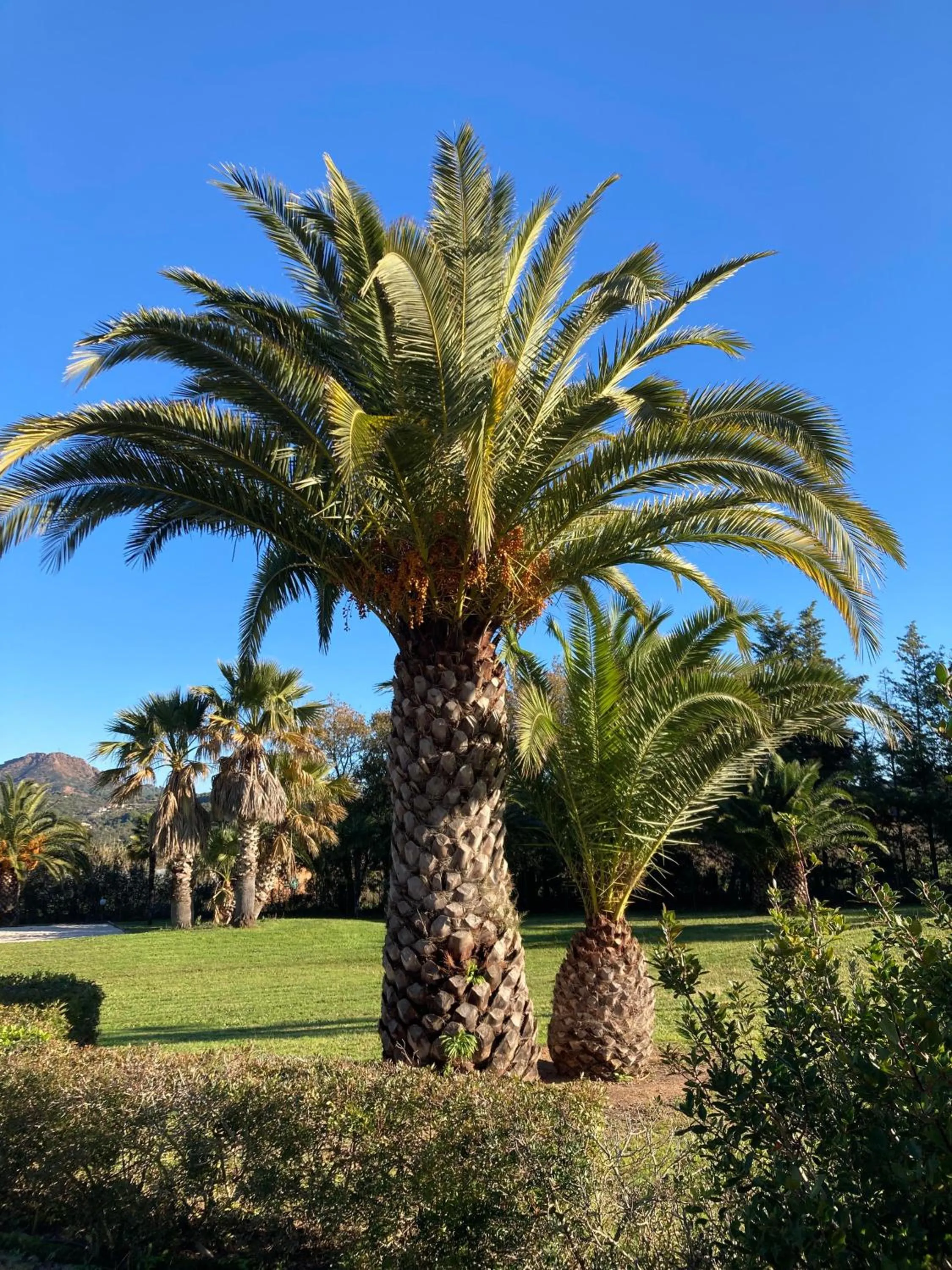 Garden in Casa Campanella Resort