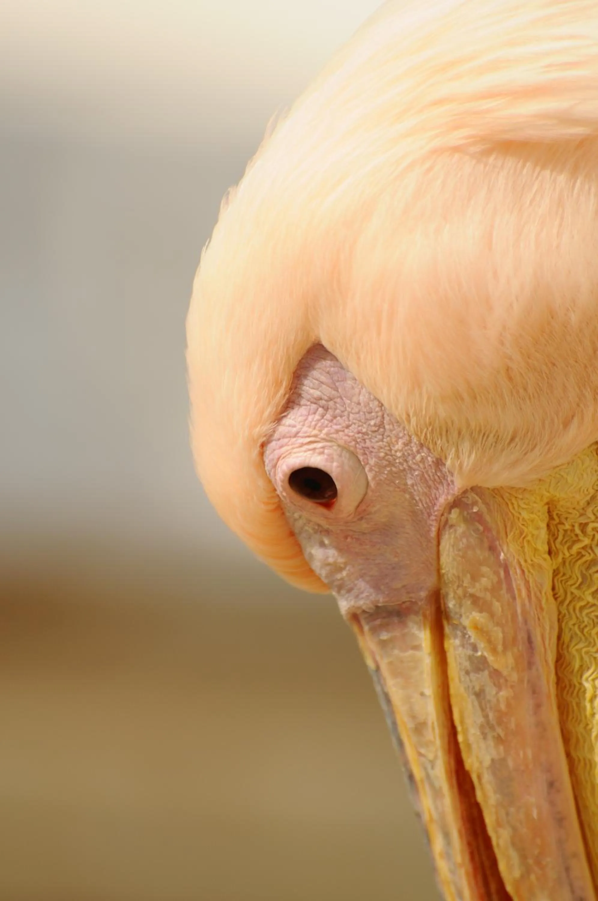 Animals in Casa Anna Suites