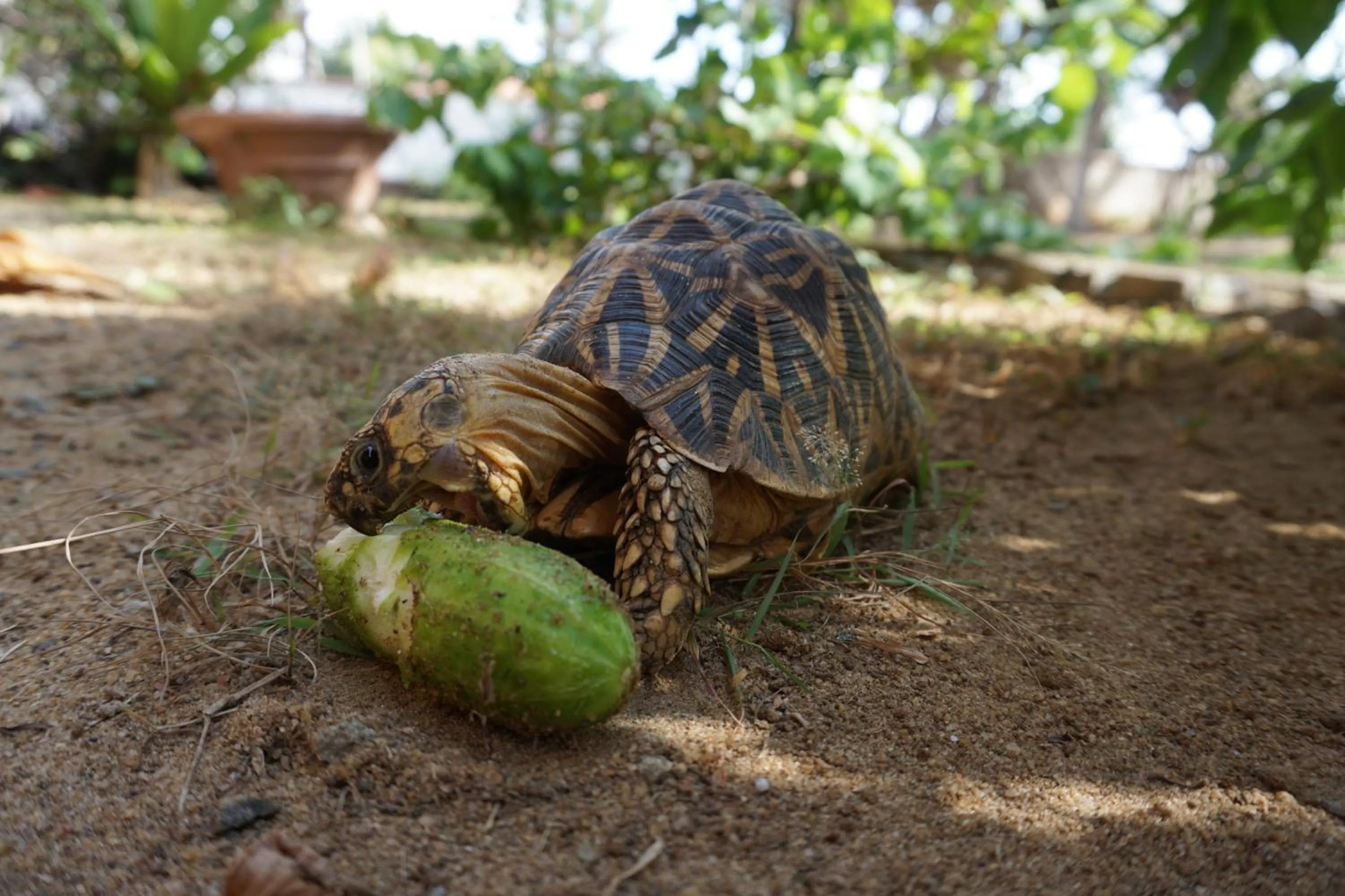 Pets in Puetz Travels Beach Resort