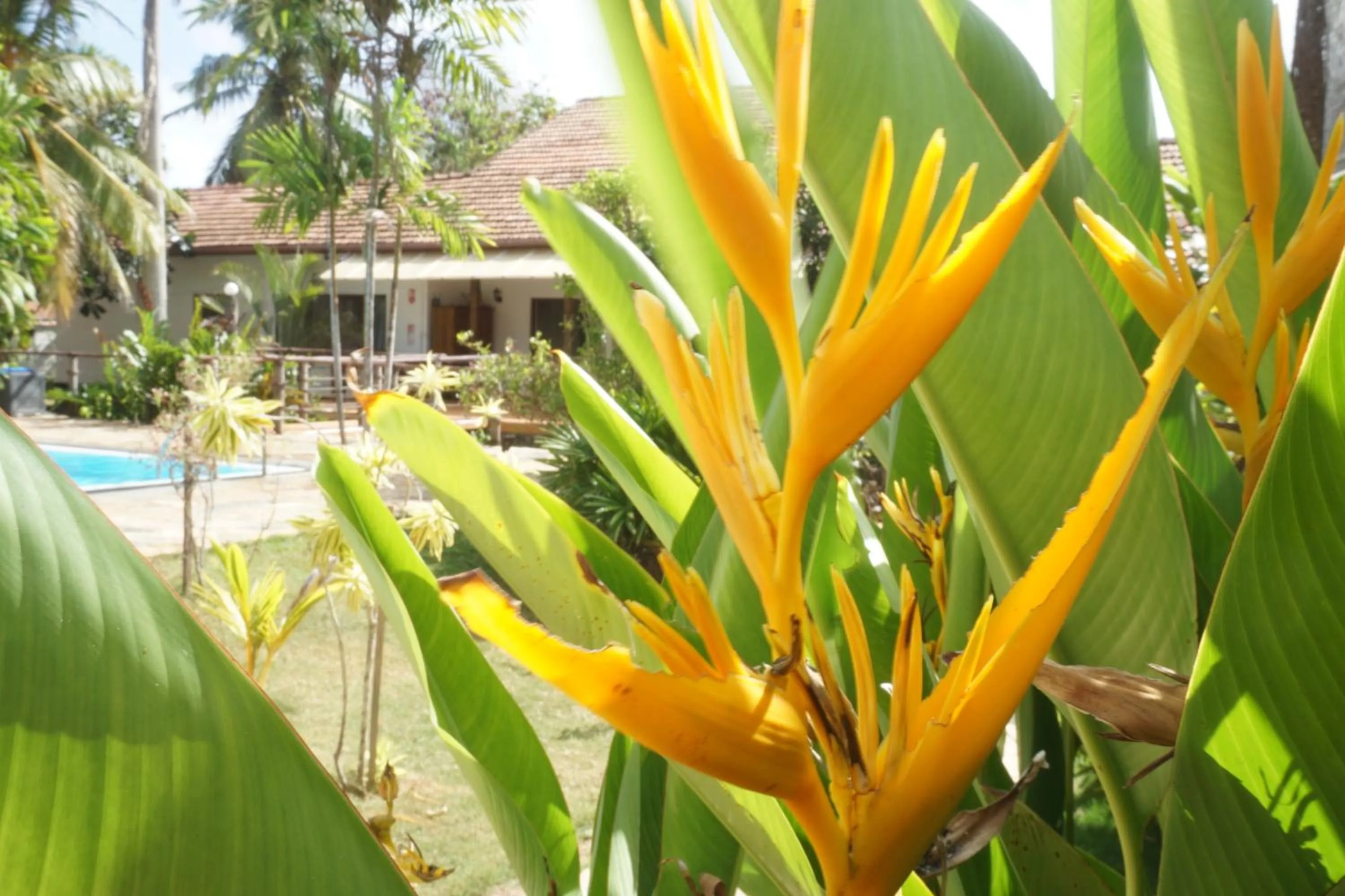 Garden view in Puetz Travels Beach Resort