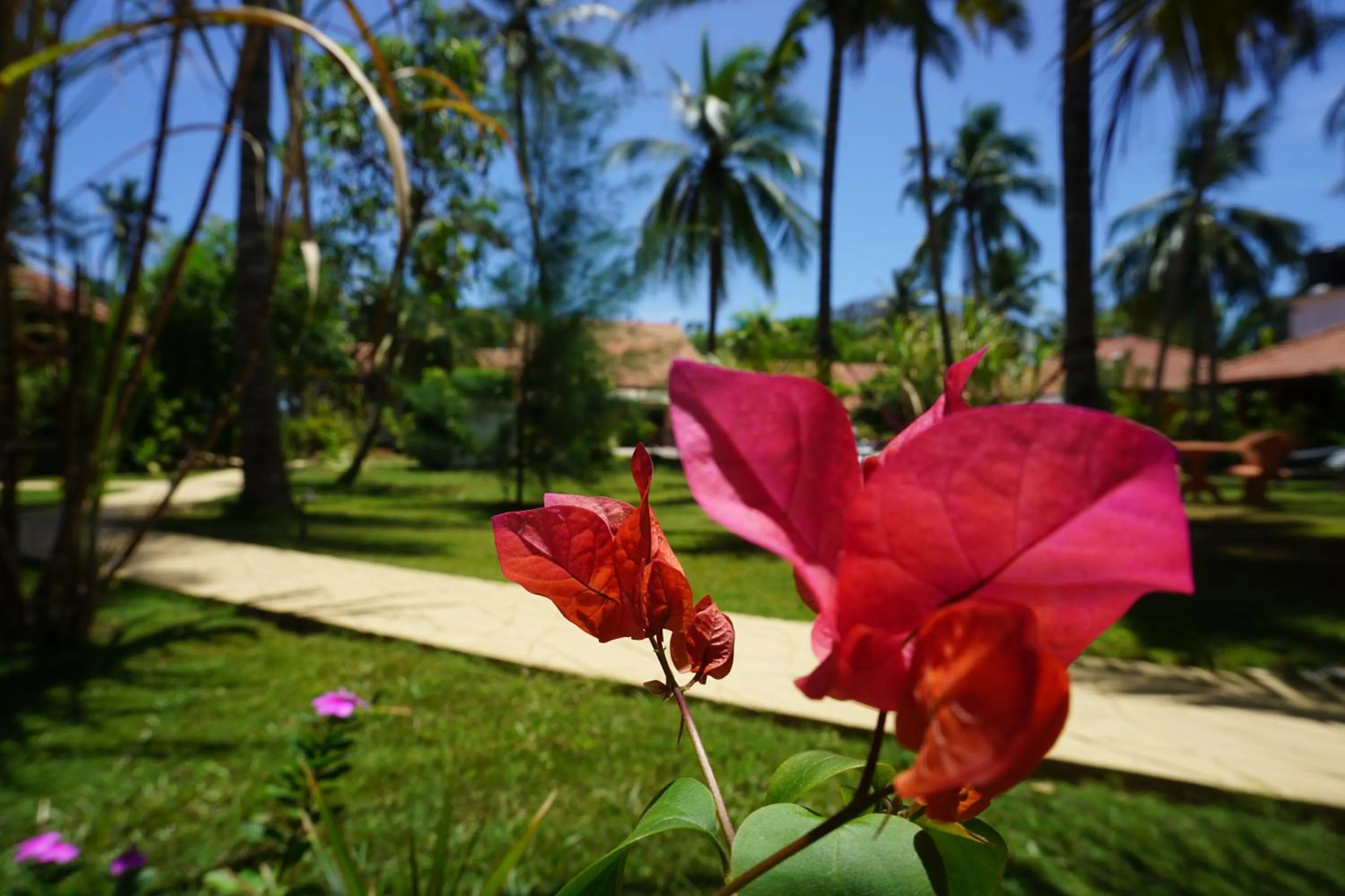 Garden in Puetz Travels Beach Resort