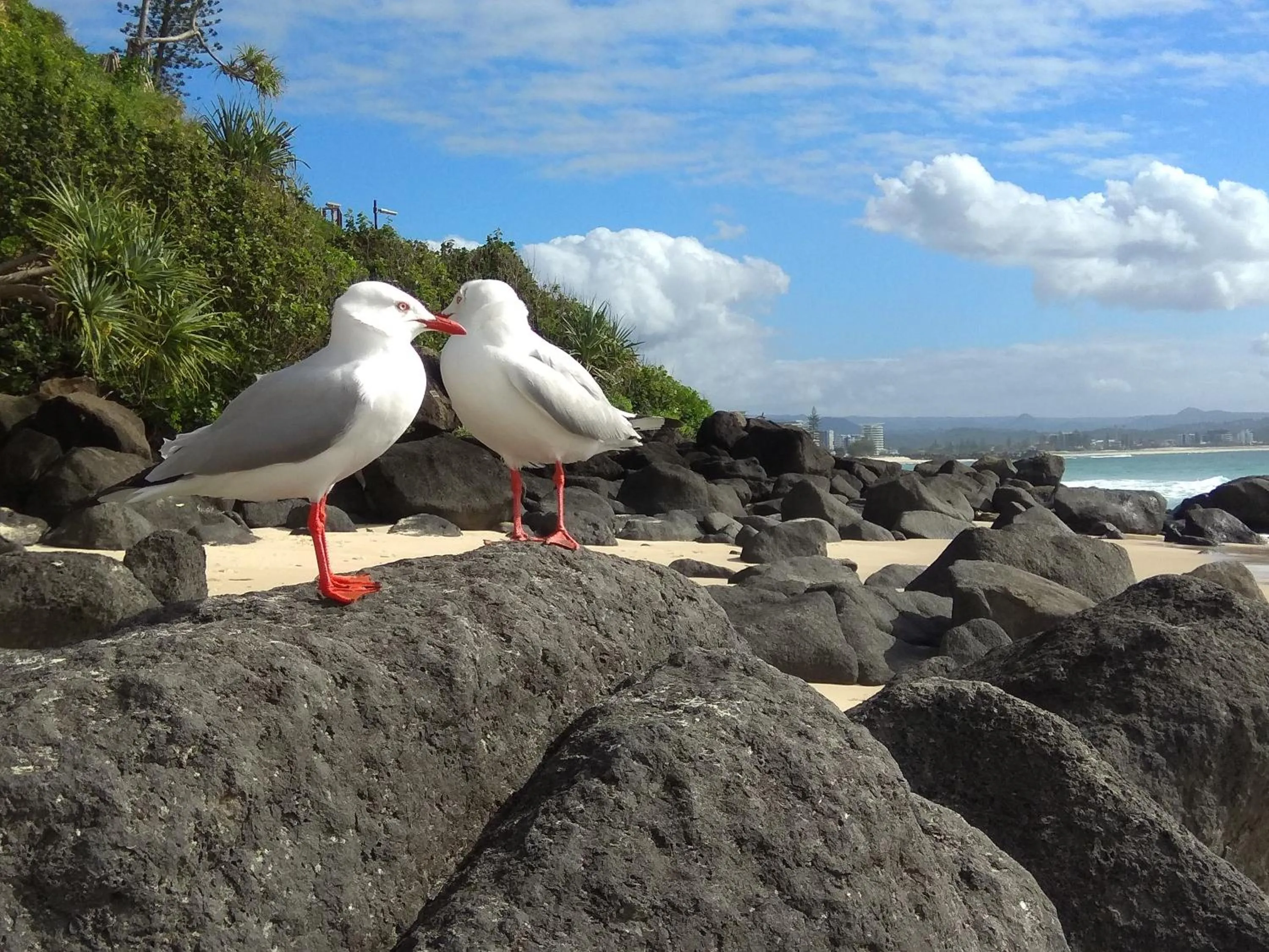 Beach in Meridian Tower Kirra Beach
