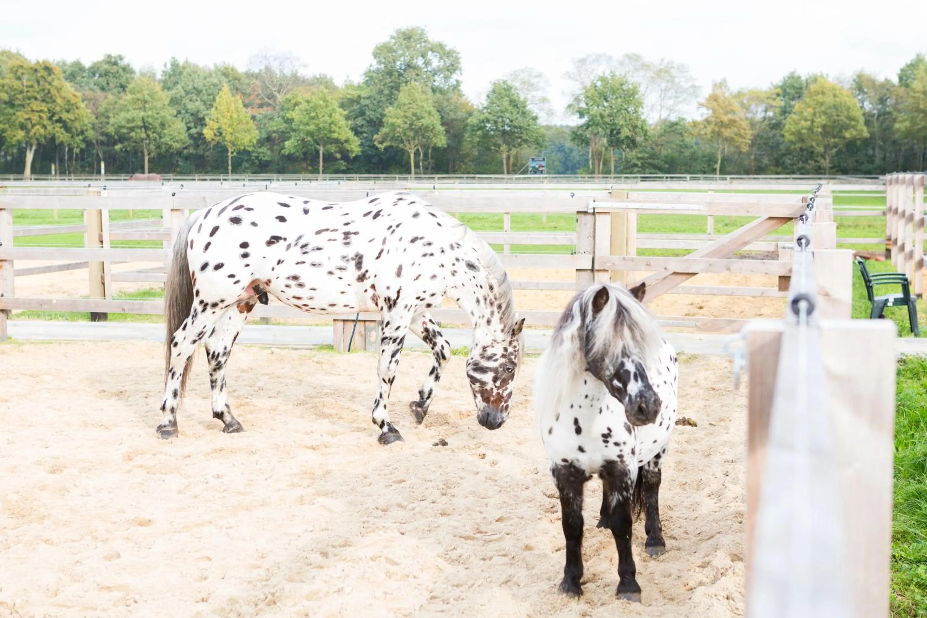 Area and facilities in Human & Horse Hotel