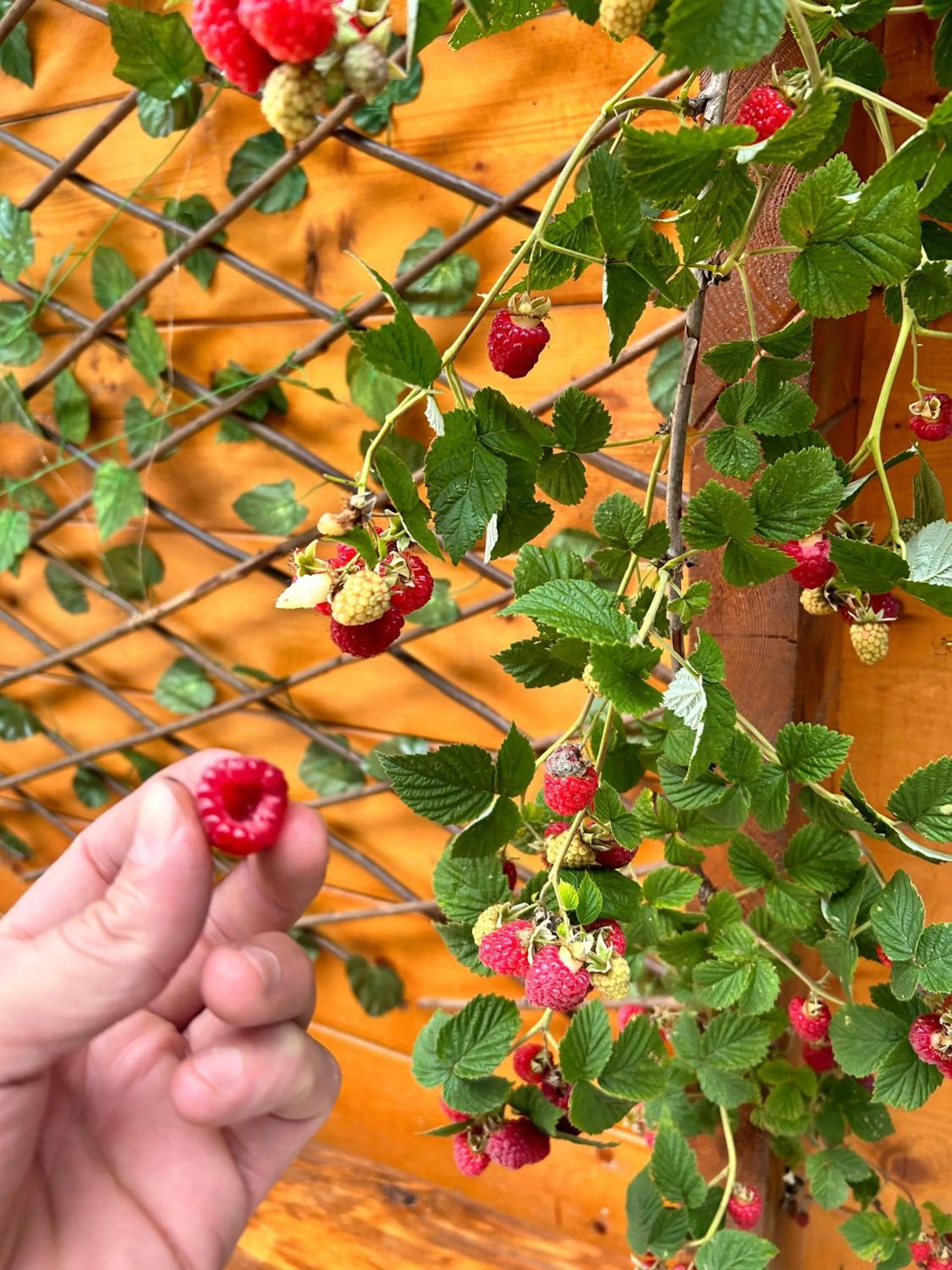 Meydan Şelale Dağ Evi