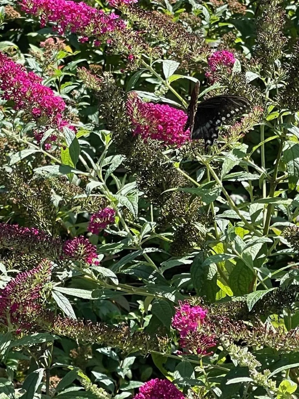 Garden in Beacon Hermitage