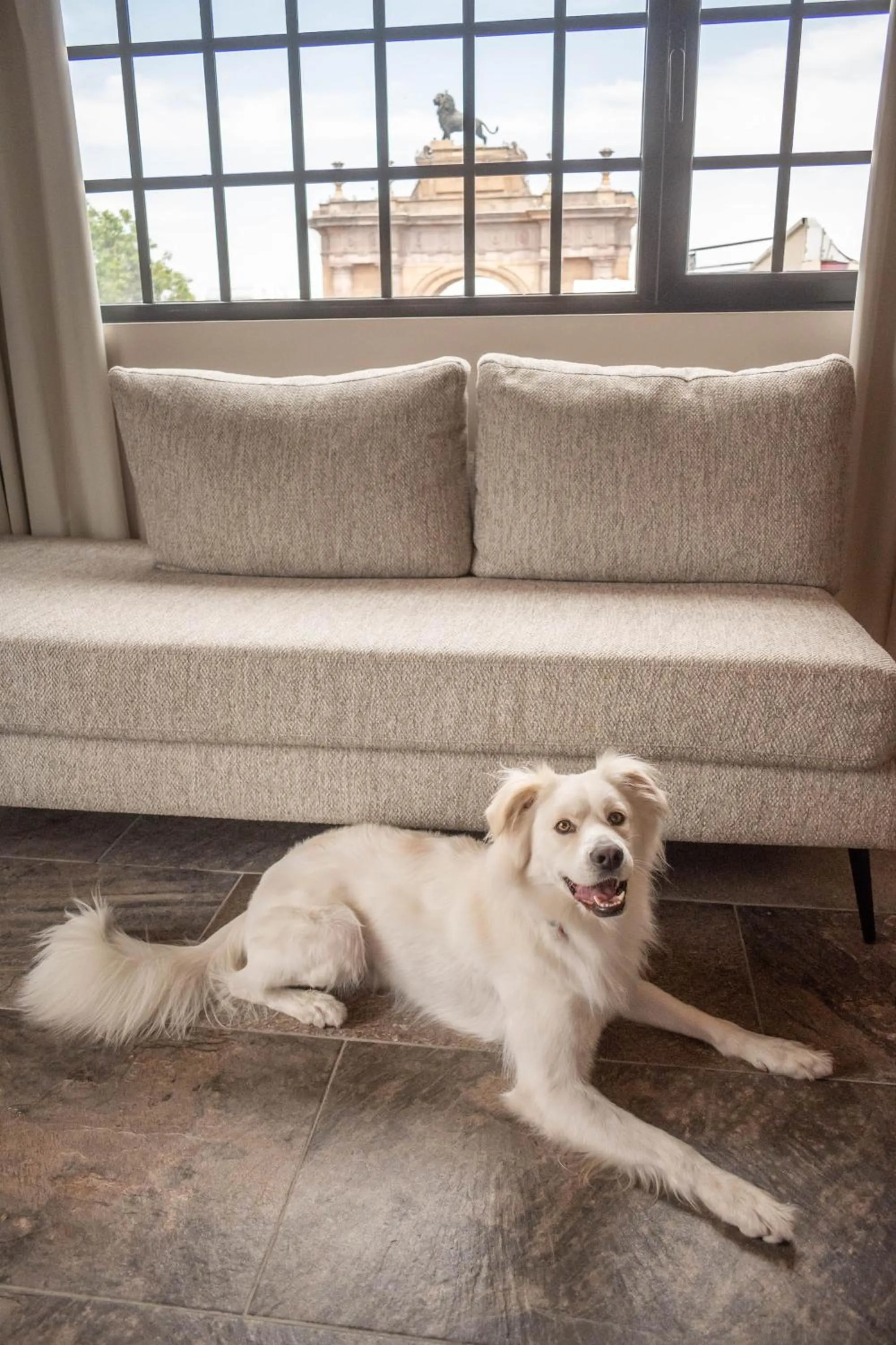 Pets in Hotel Boutique Divino Sol