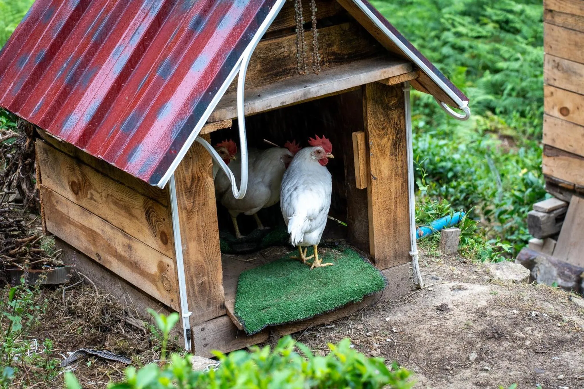 Animals in Mezrasuit Bungalov