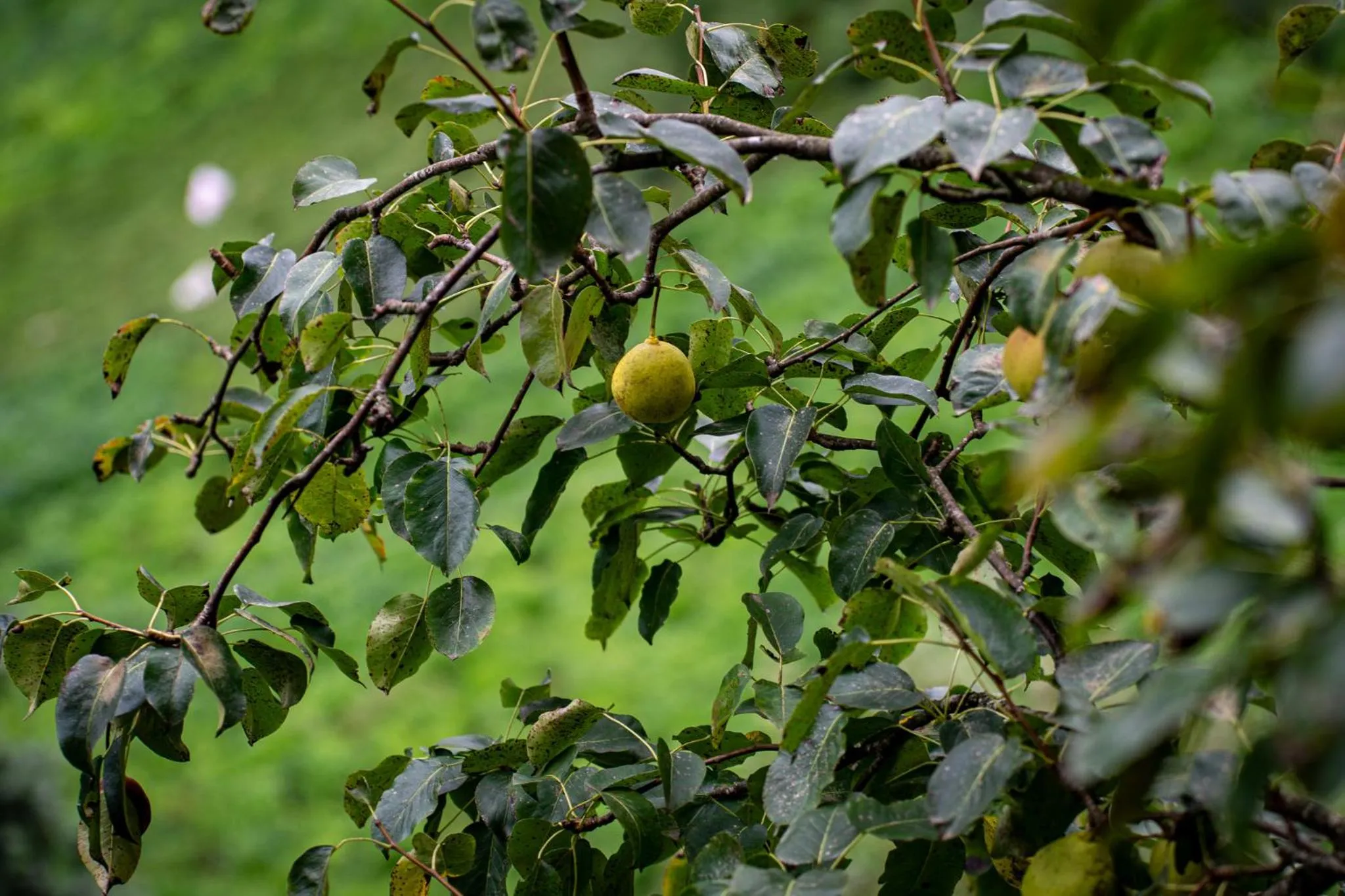 Spring in Mezrasuit Bungalov