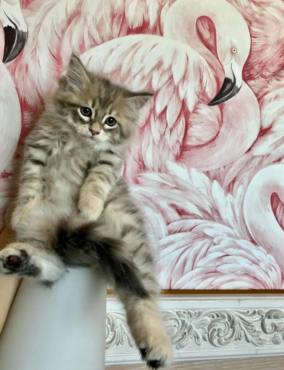 Animals in Hotel Flamingo