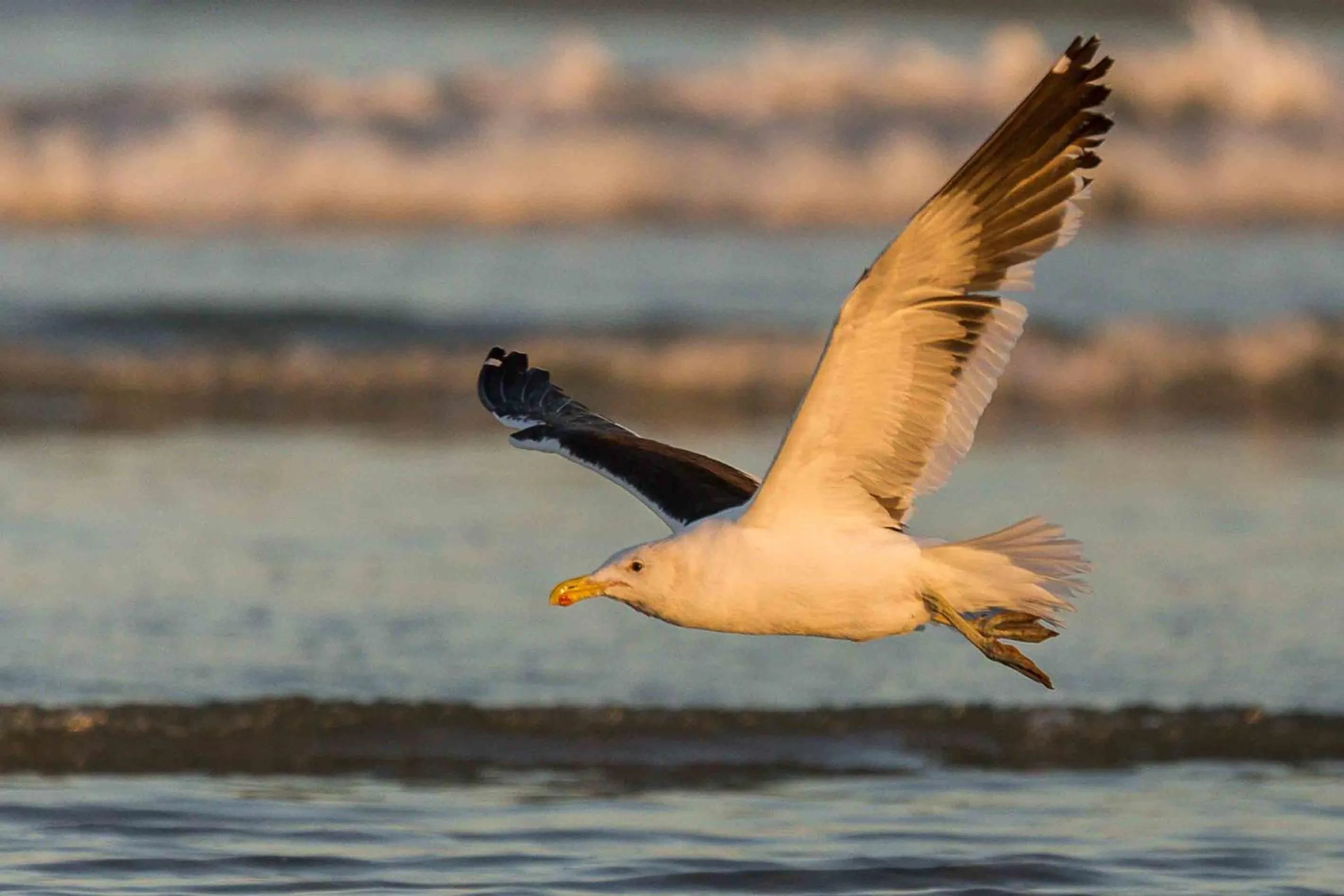 Animals in Baywatch Guest House
