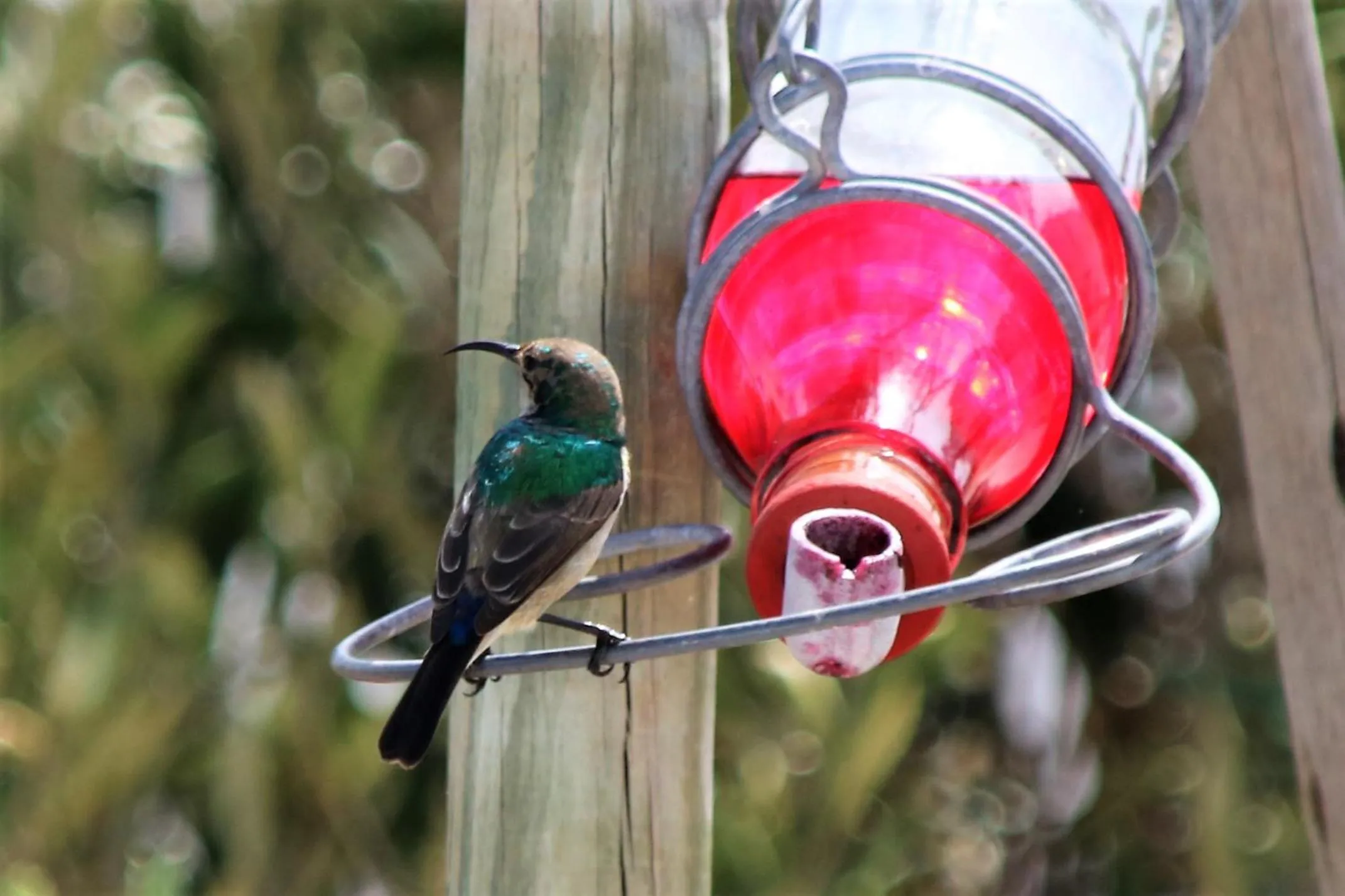 Animals in Baywatch Guest House