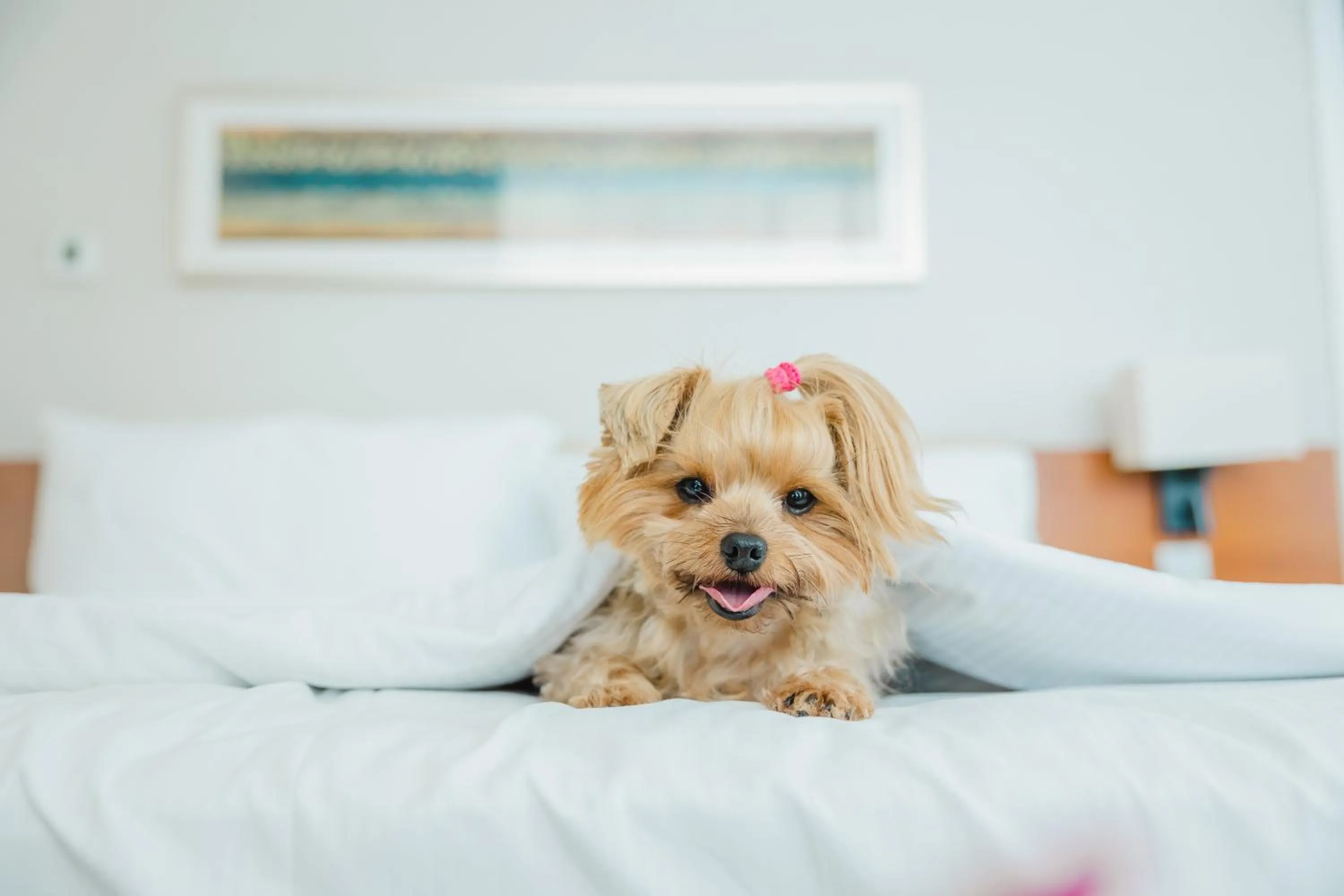Pets, Bed in DoubleTree by Hilton Dubai Jumeirah Beach