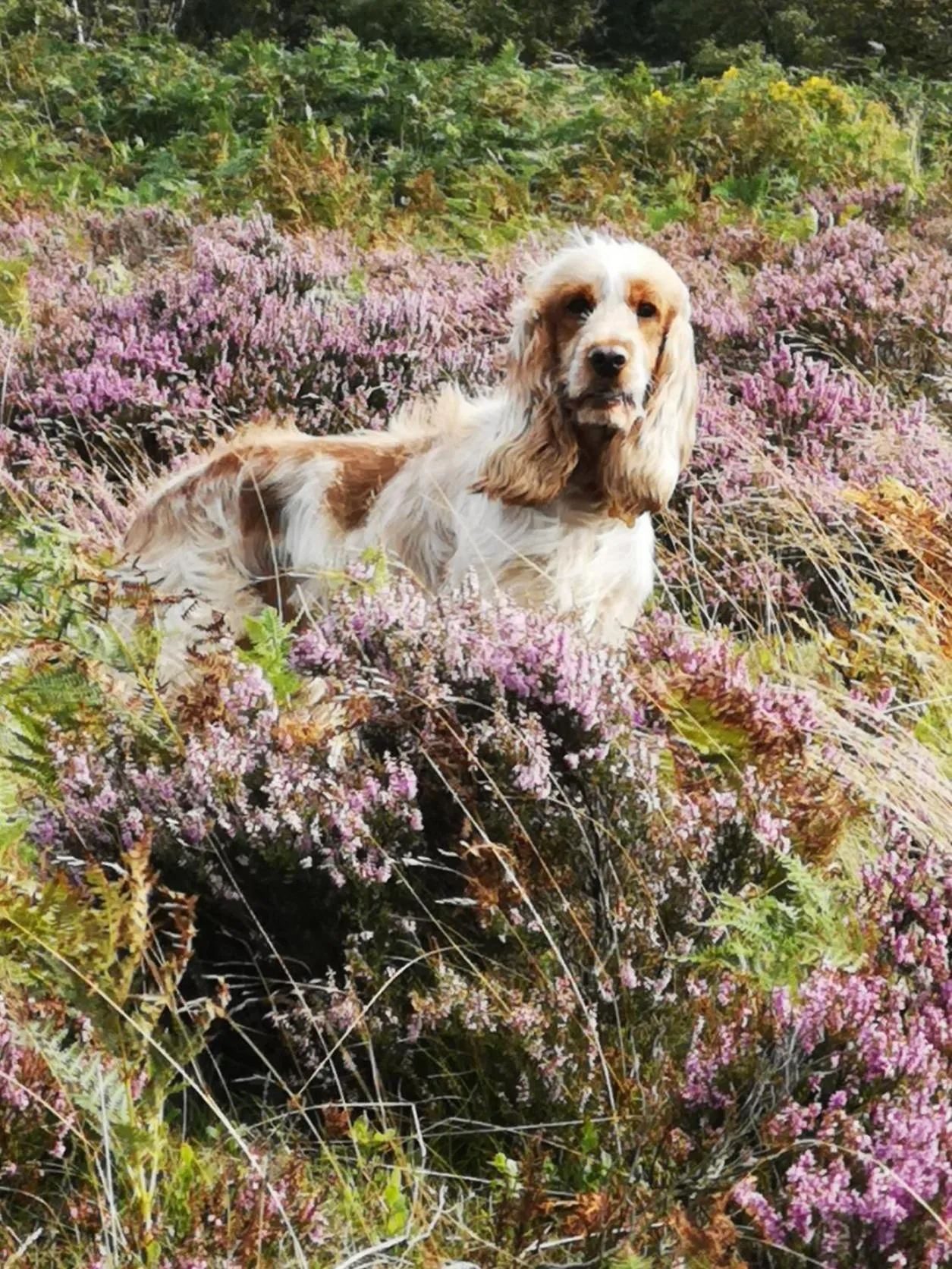 Pets in Robin Hood Farm B&B