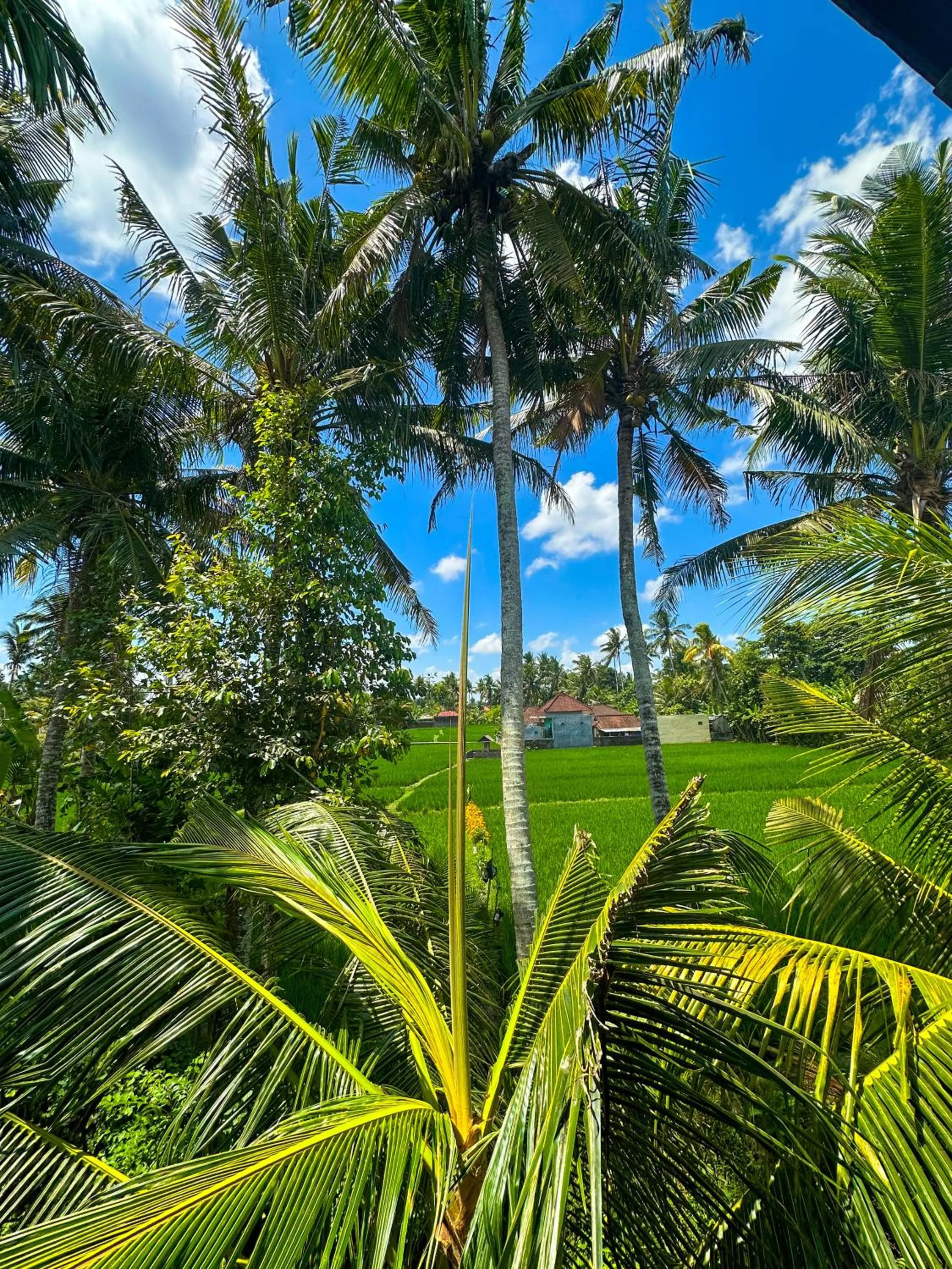 View (from property/room) in Nunu Bali Eco Friendly Retreat