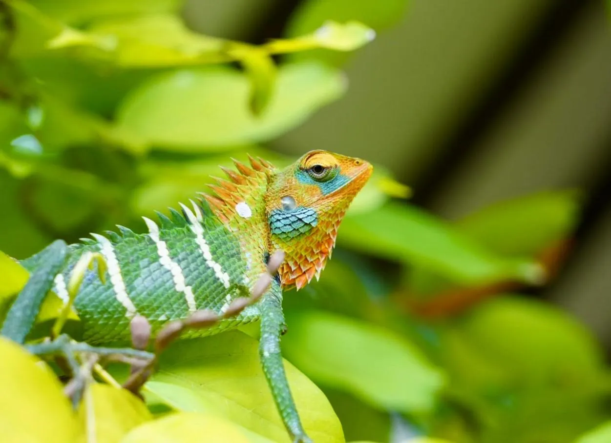 The Cottage Sigiriya