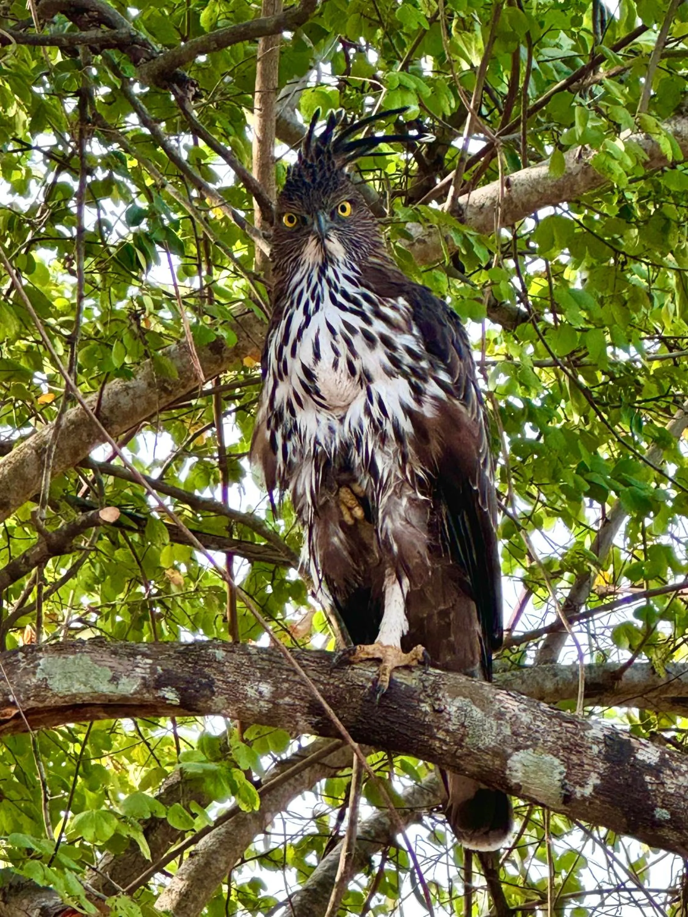 Natural landscape in The Cottage Sigiriya