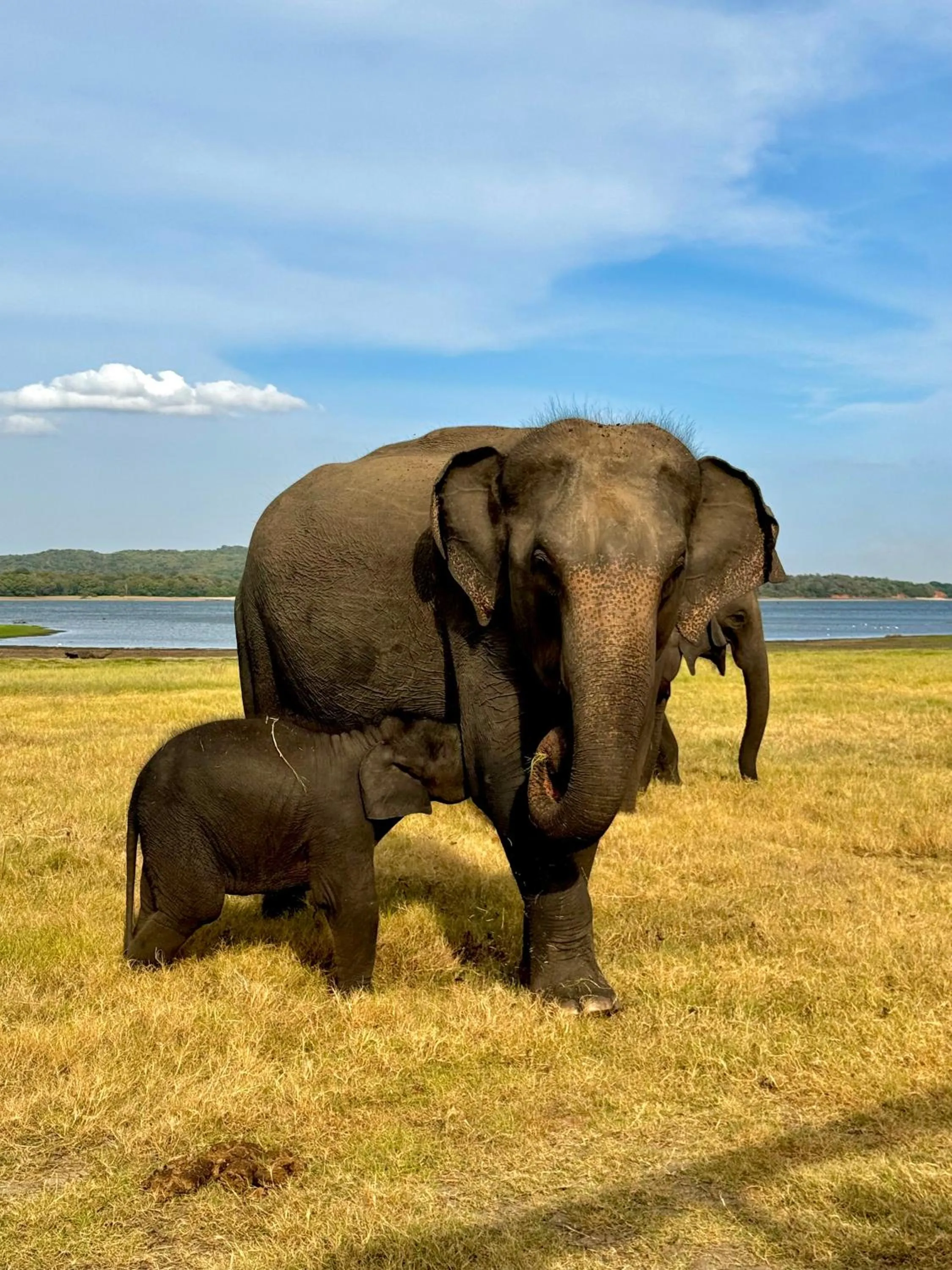 The Cottage Sigiriya