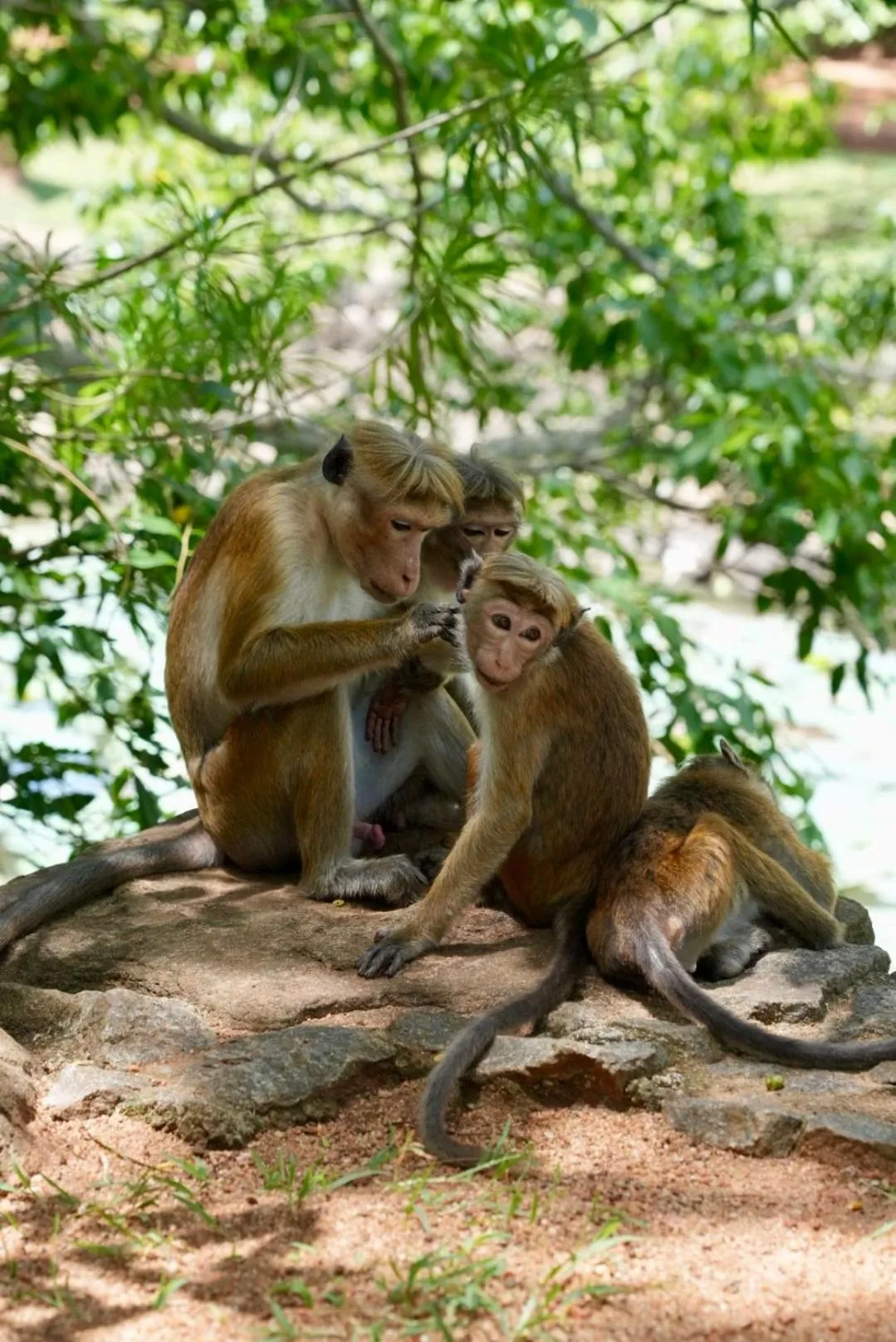 The Cottage Sigiriya