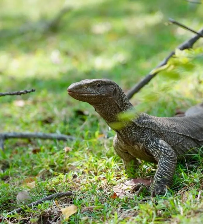 The Cottage Sigiriya