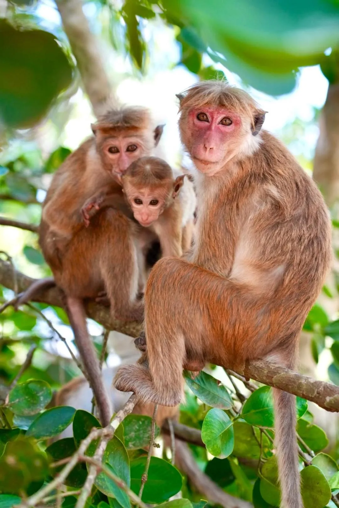 The Cottage Sigiriya