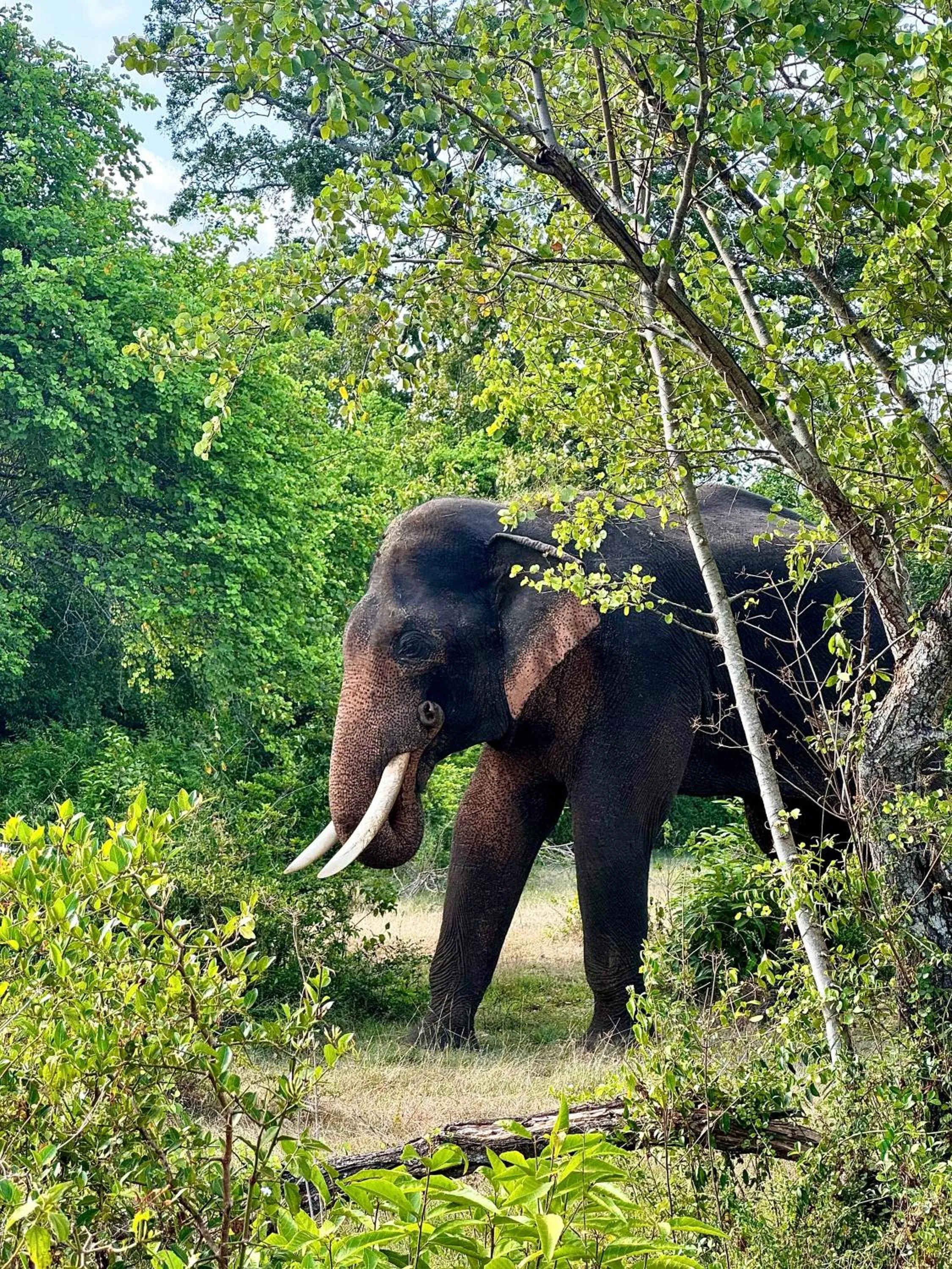 The Cottage Sigiriya
