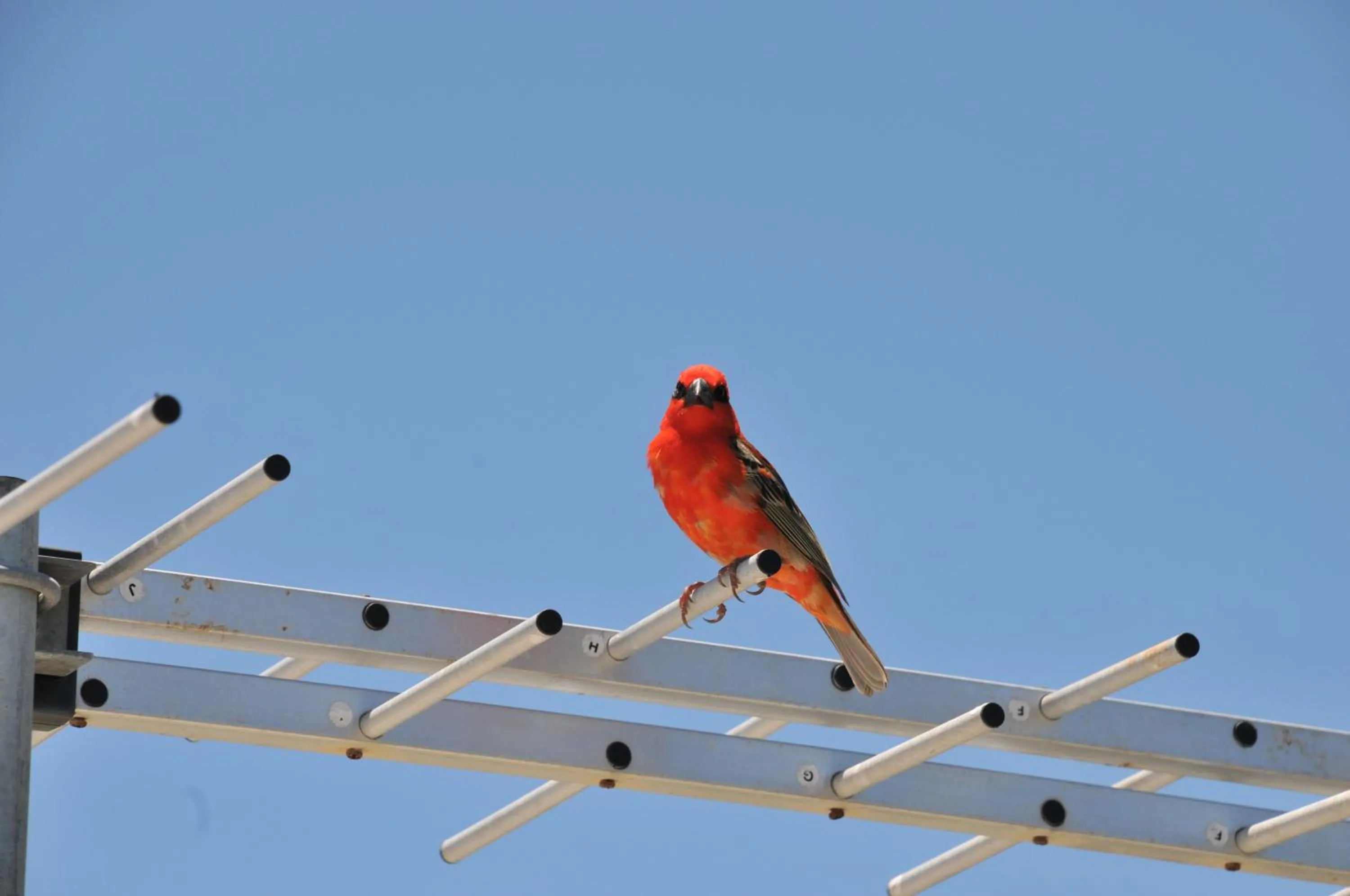 Other in Trou Aux Biches Self Catering Apartment