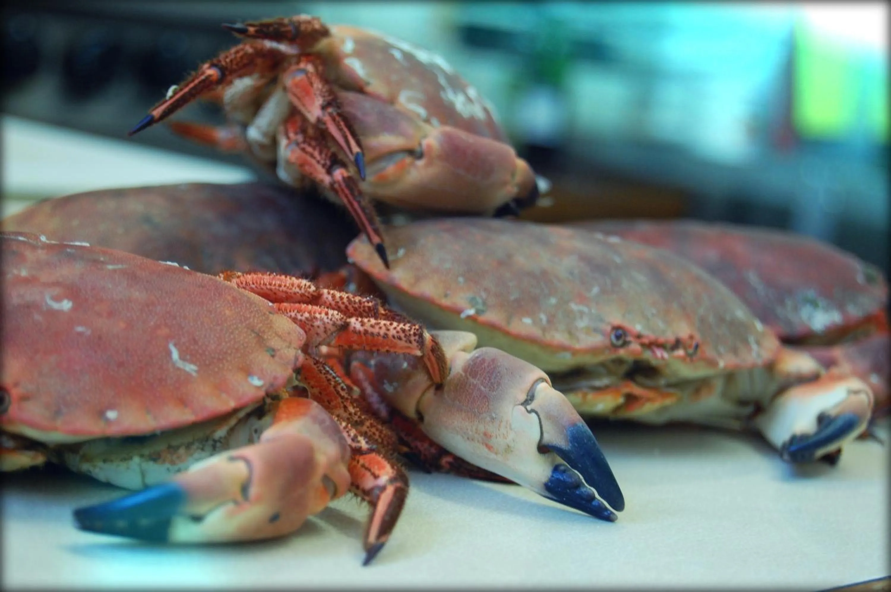 Food and drinks in The Grove Cromer