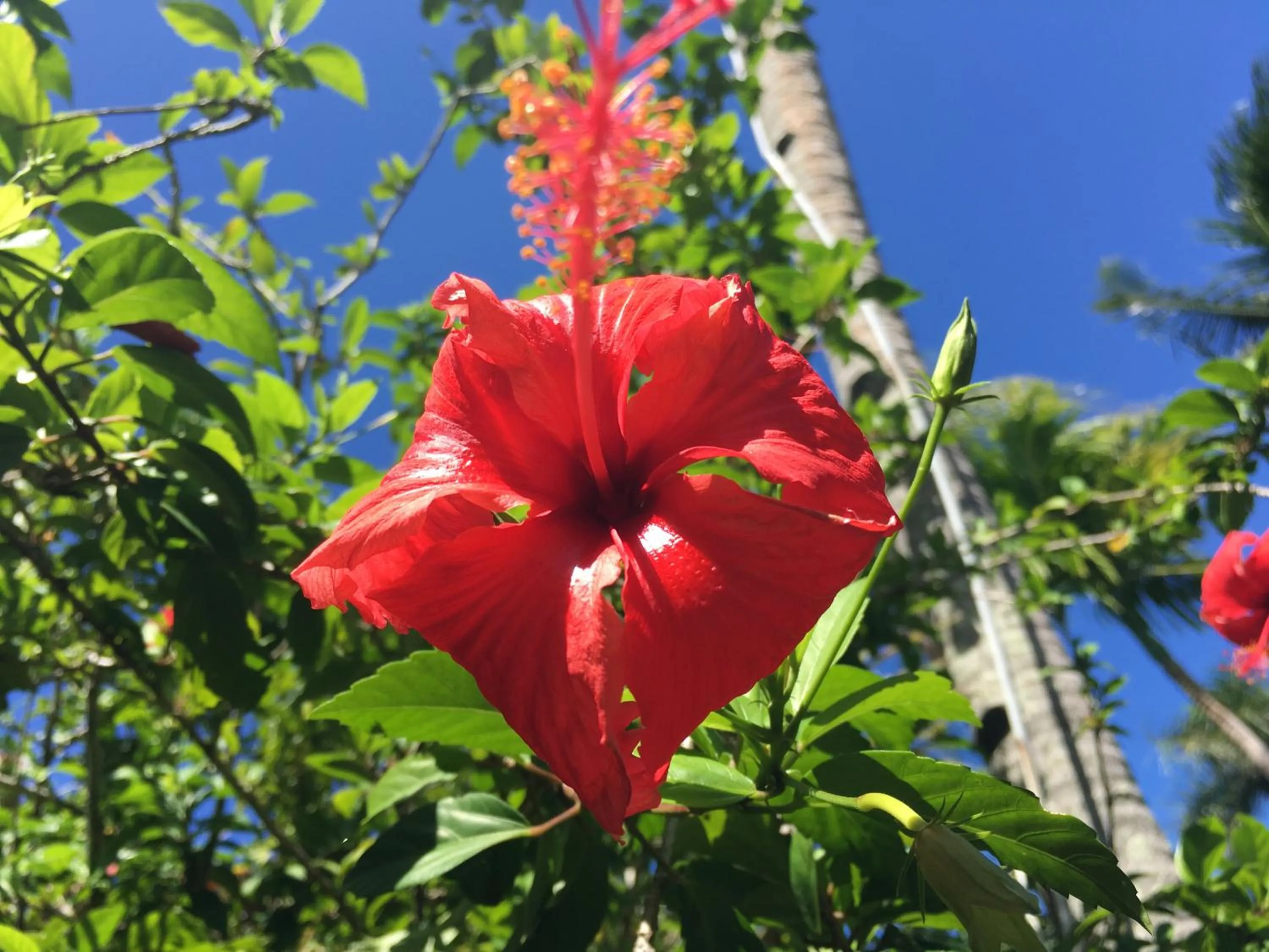 Garden in Taveuni Palms Resort