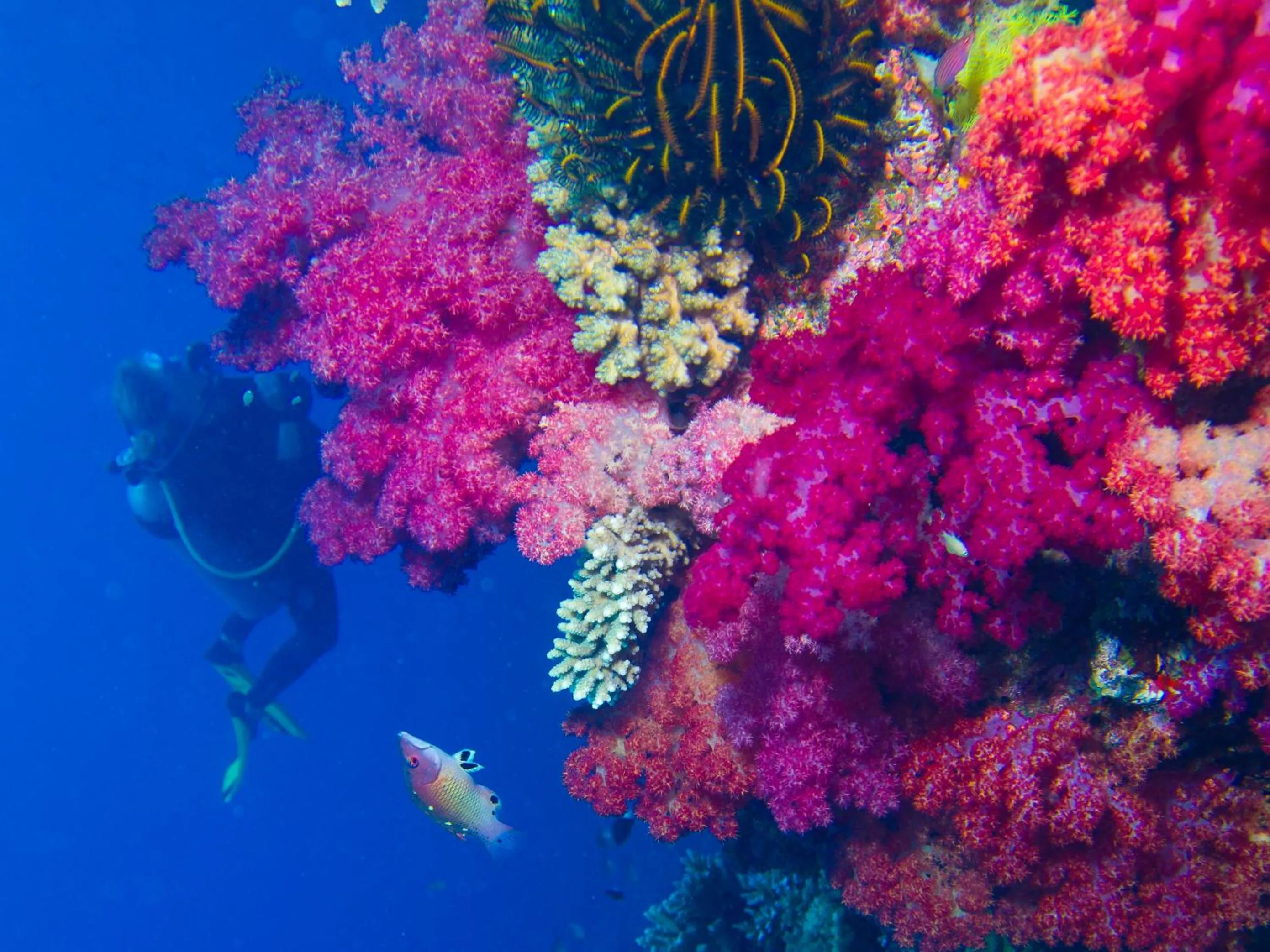Diving in Taveuni Palms Resort