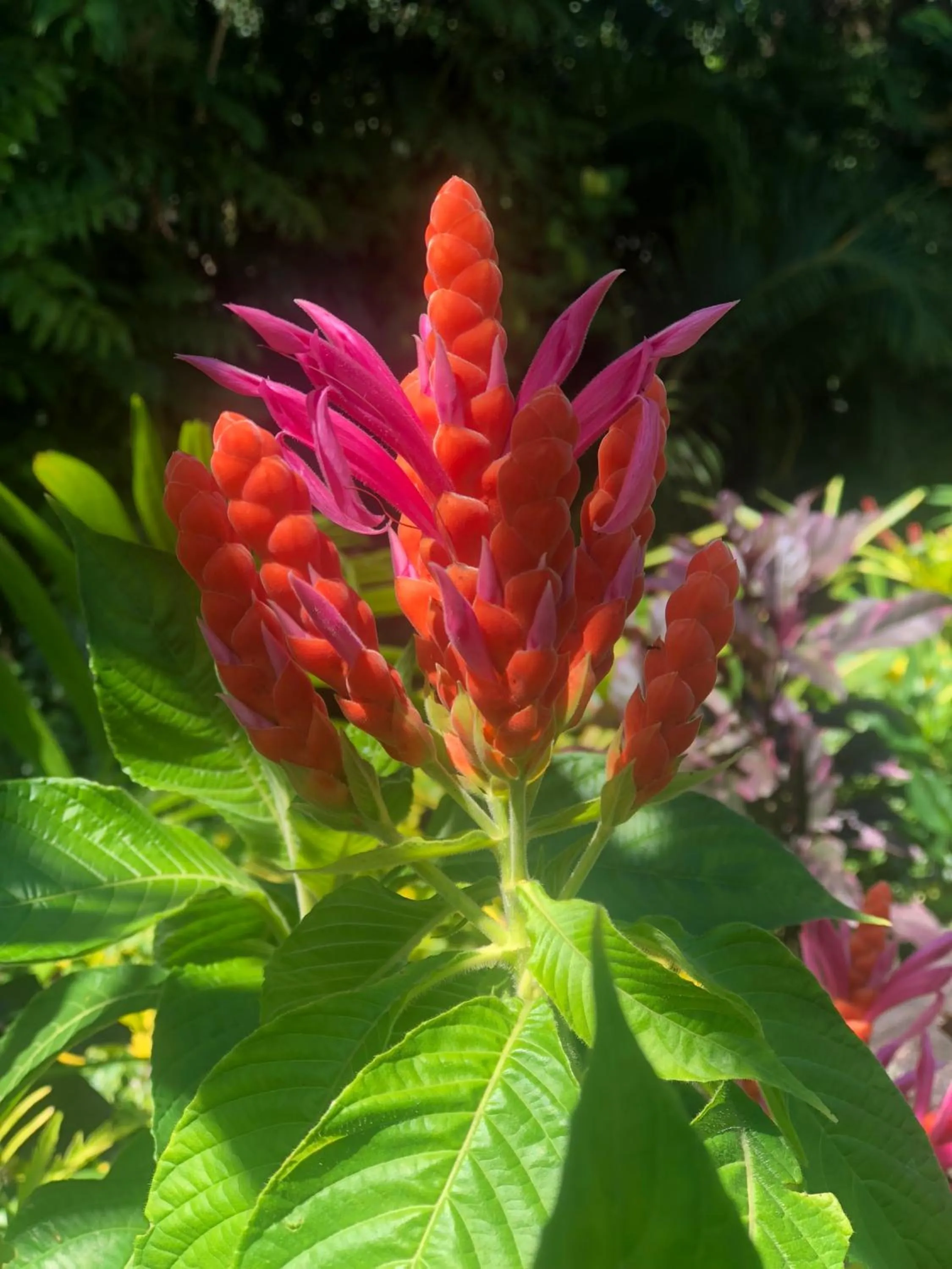 Garden in Taveuni Palms Resort