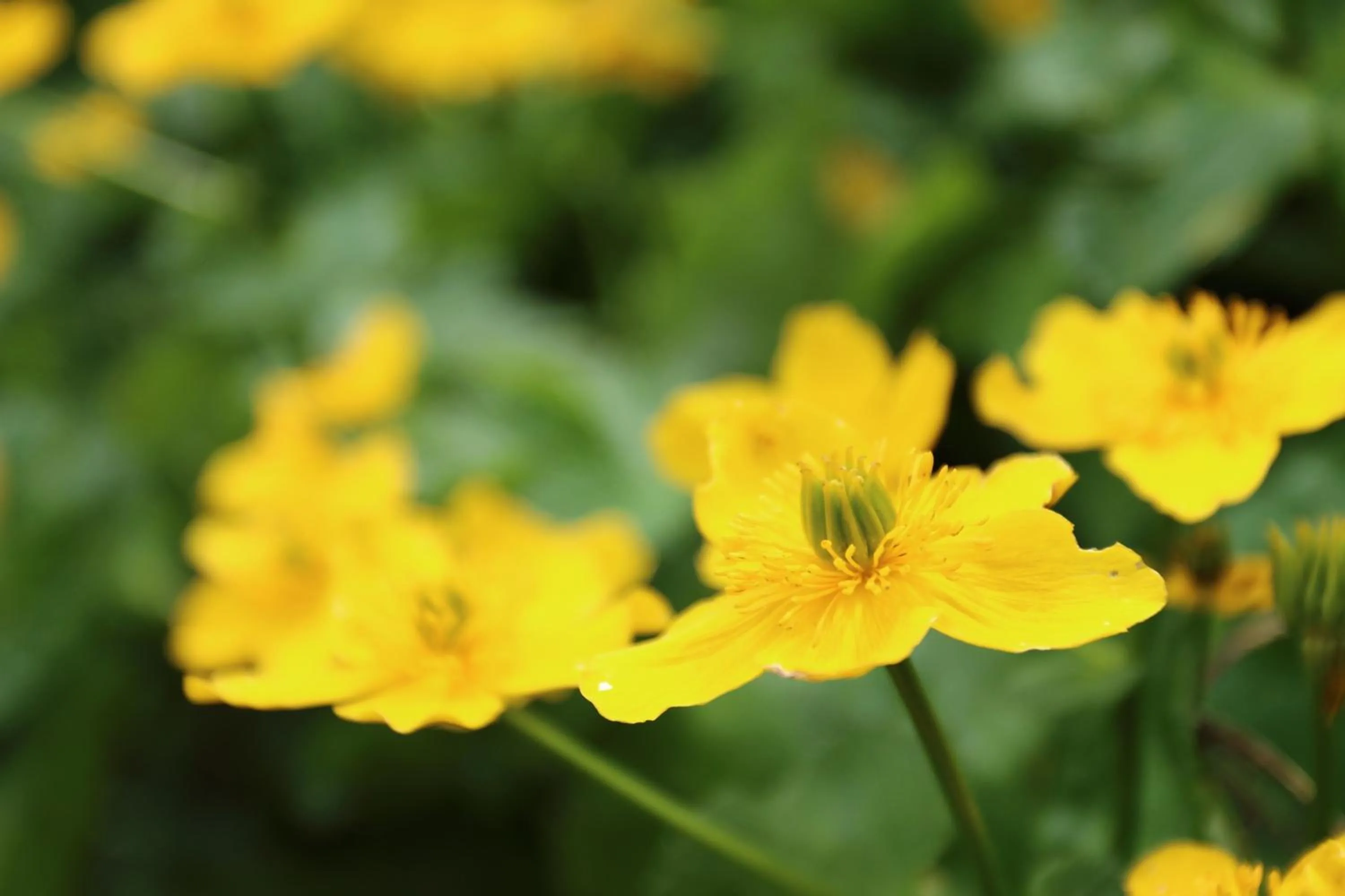 Spring in Hotel Rohanov