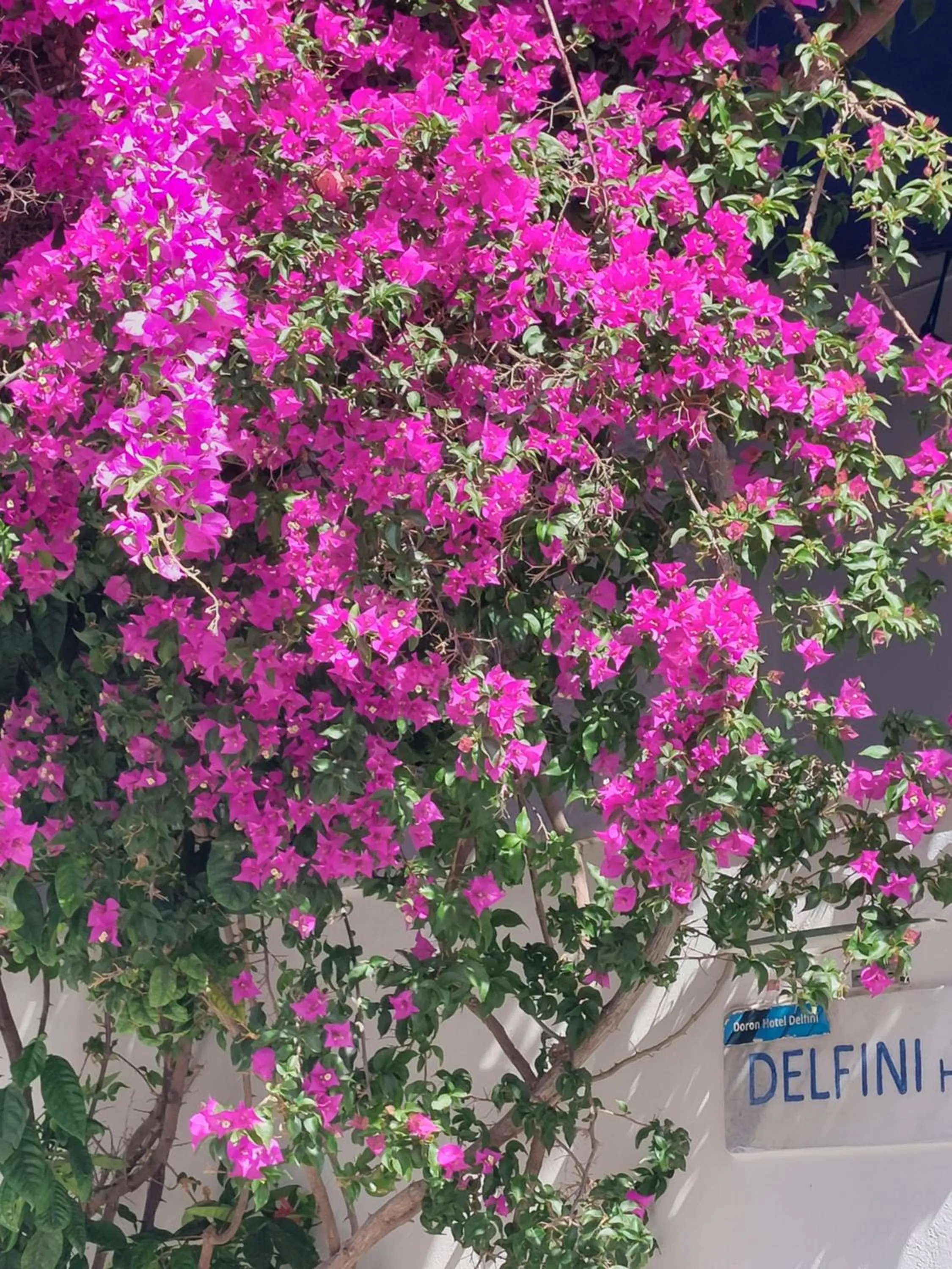 Facade/entrance in Doron Hotel Delfini