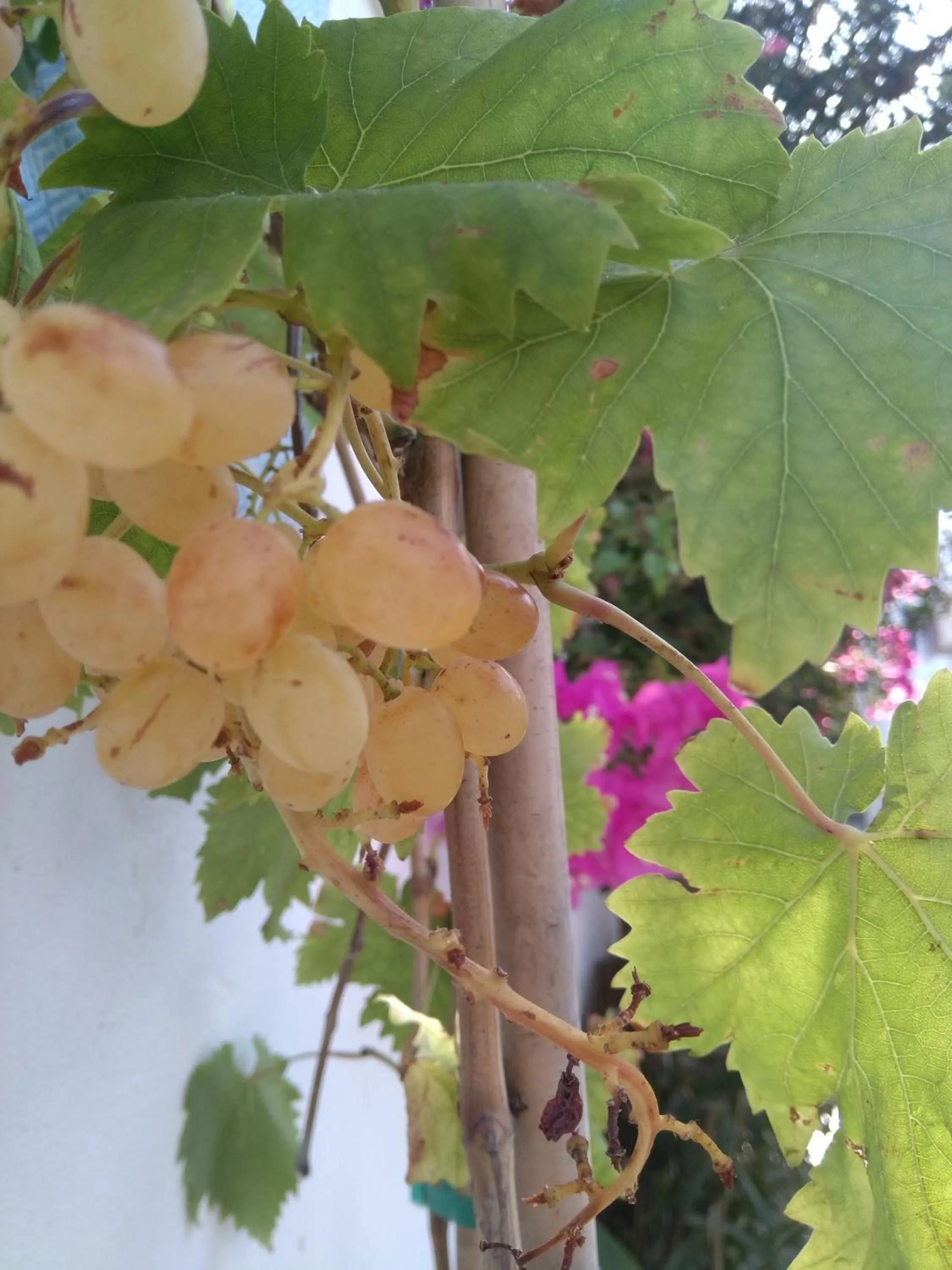 Patio in Doron Hotel Delfini