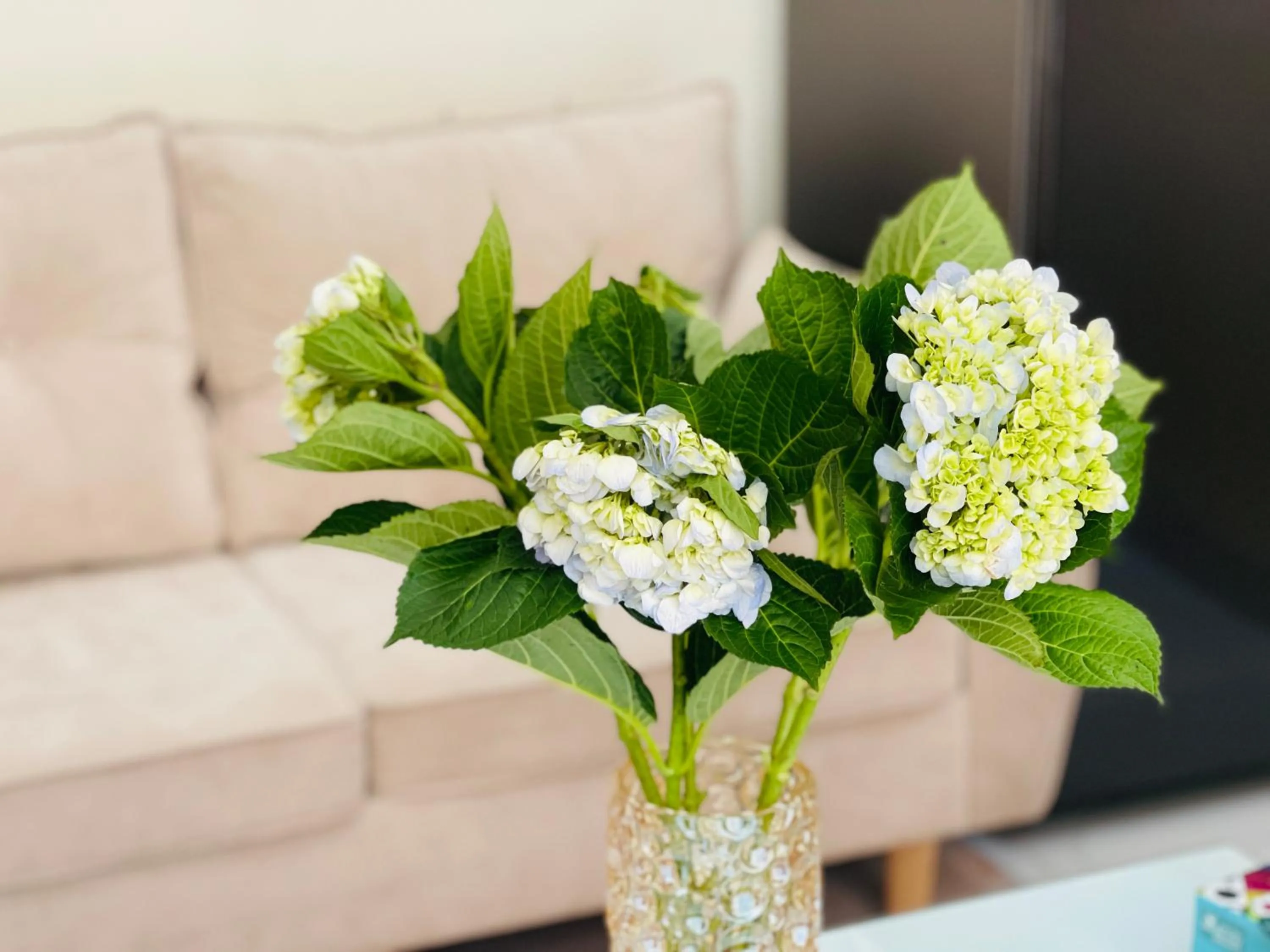 Basic Guest House Hải Phòng