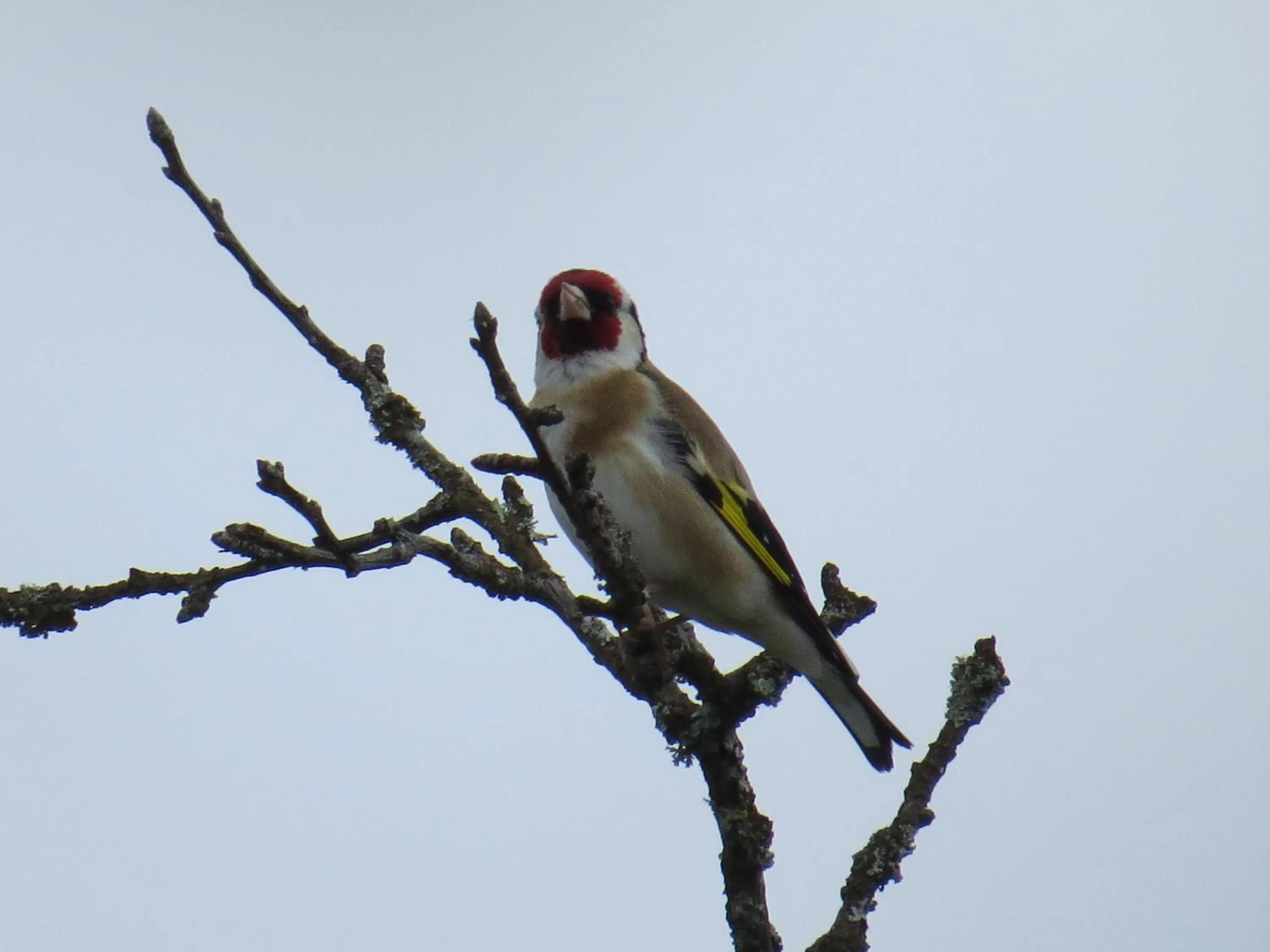 Spring in Au Grand Pré
