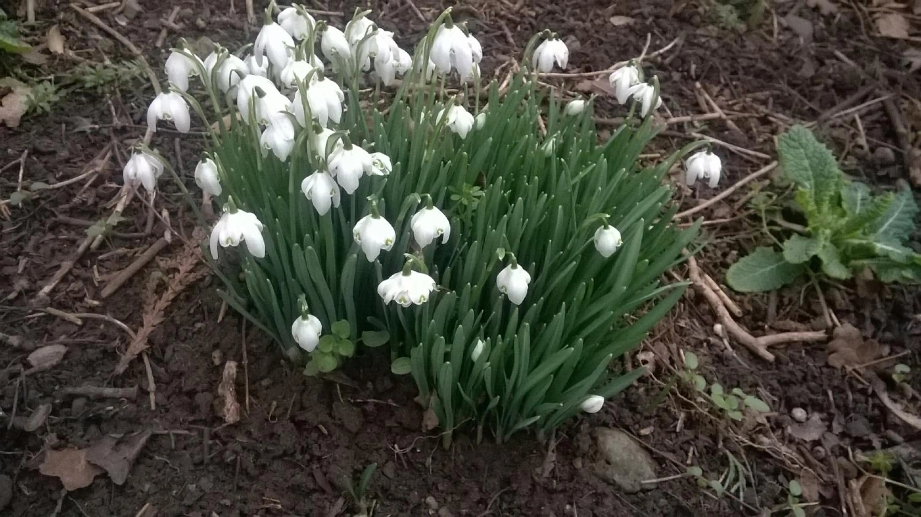 Garden in Twin Oaks Bed & Breakfast