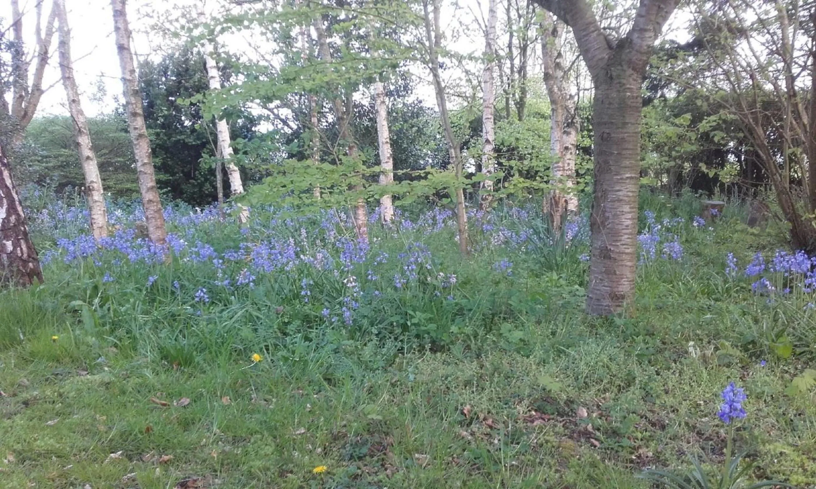 Garden in Twin Oaks Bed & Breakfast