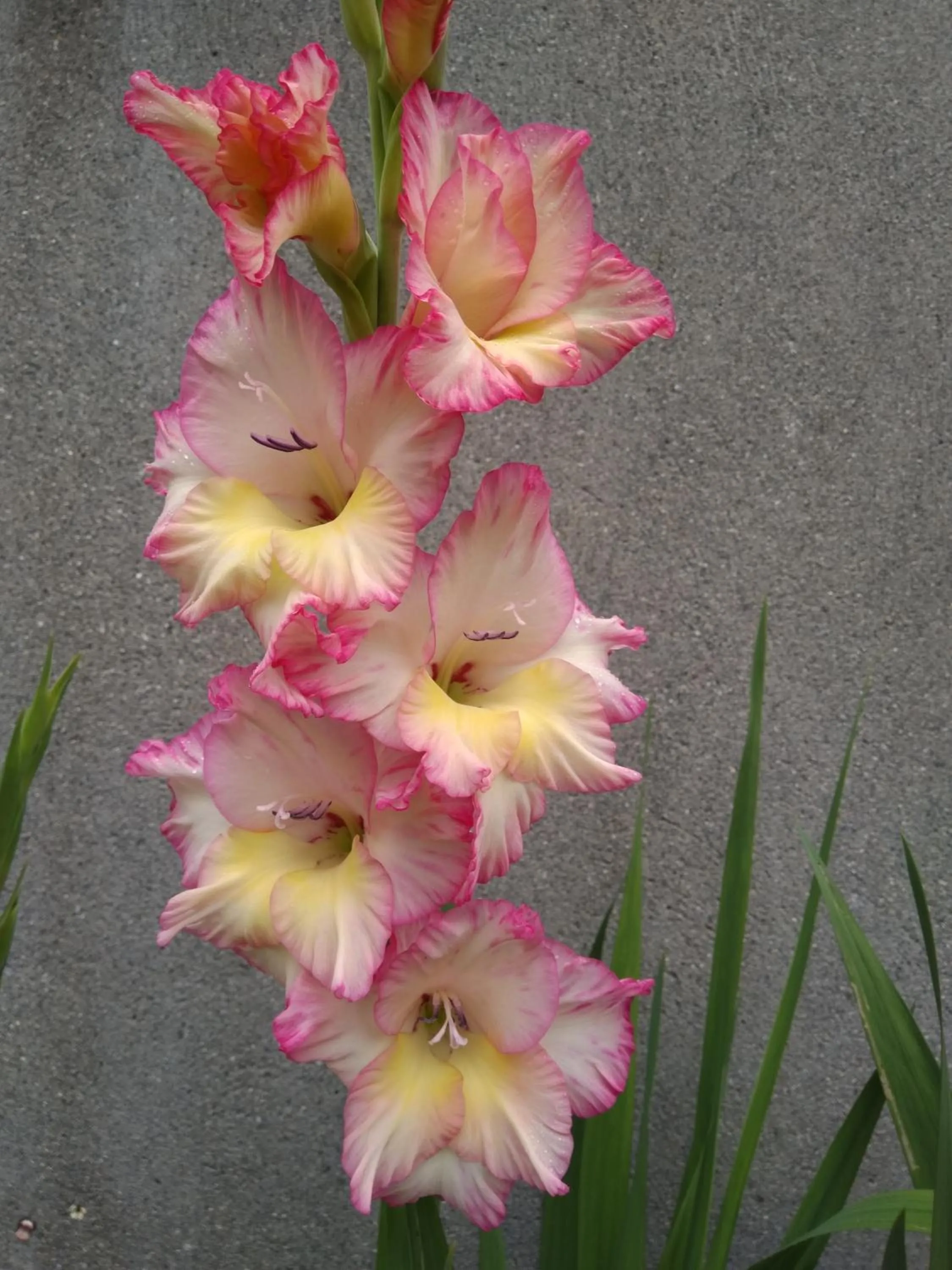 Garden in Twin Oaks Bed & Breakfast