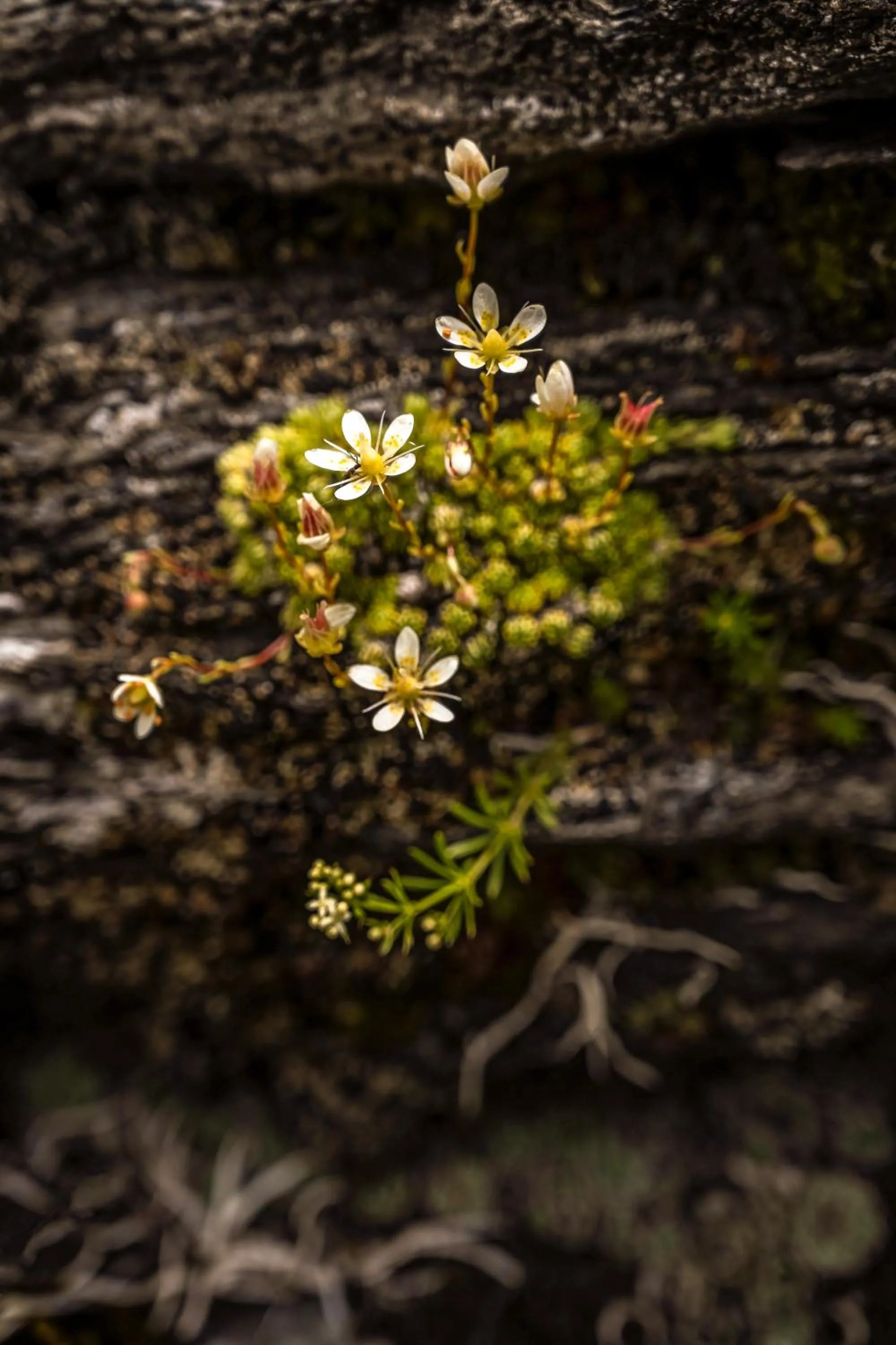 Summer in Alpin Residenz Dachsteinperle