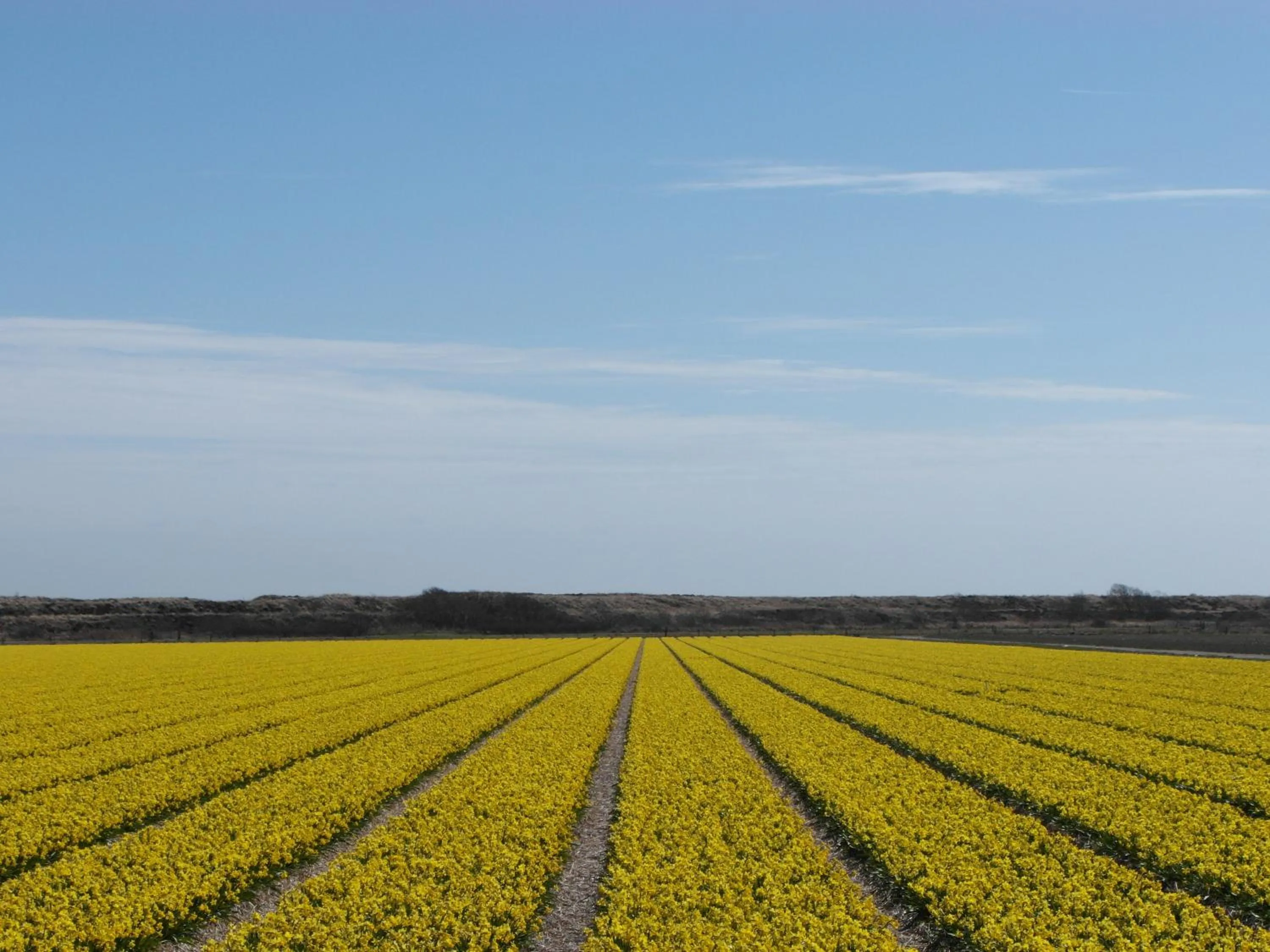 Area and facilities in Strandhotel de Horn