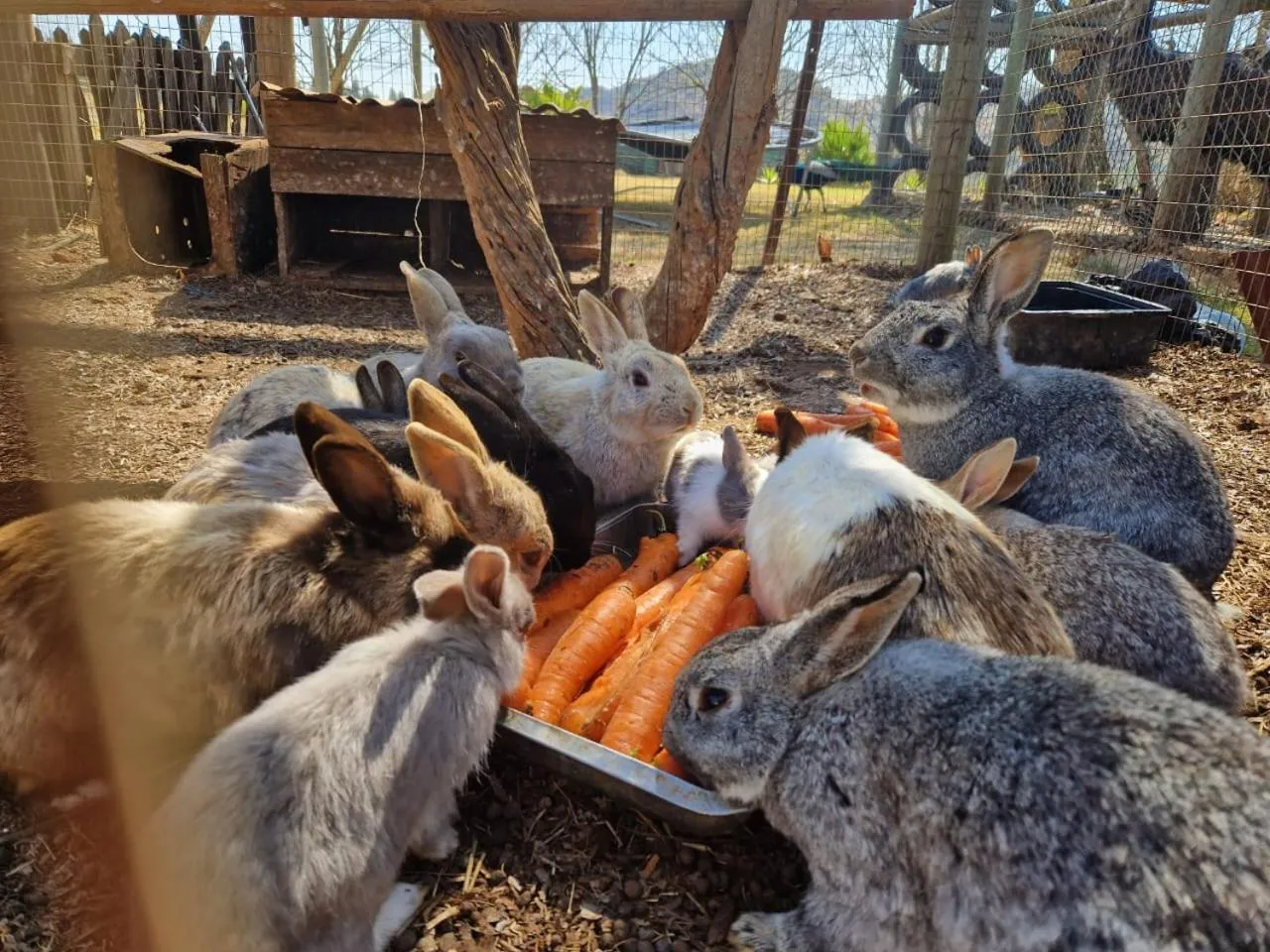 Emahlathini Guest Farm