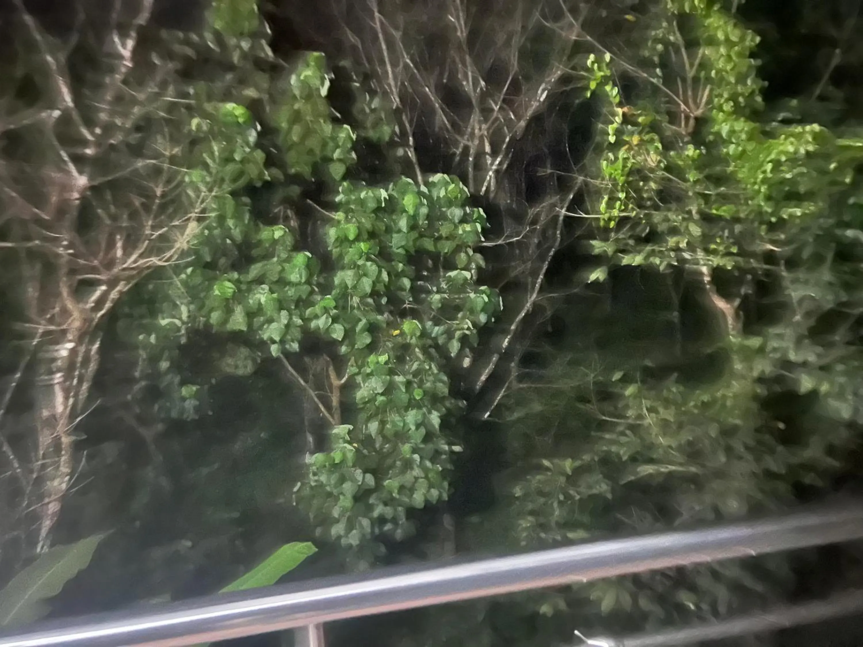 Devatha Homestay, Guest House, Hotel,Dharmasthala-2