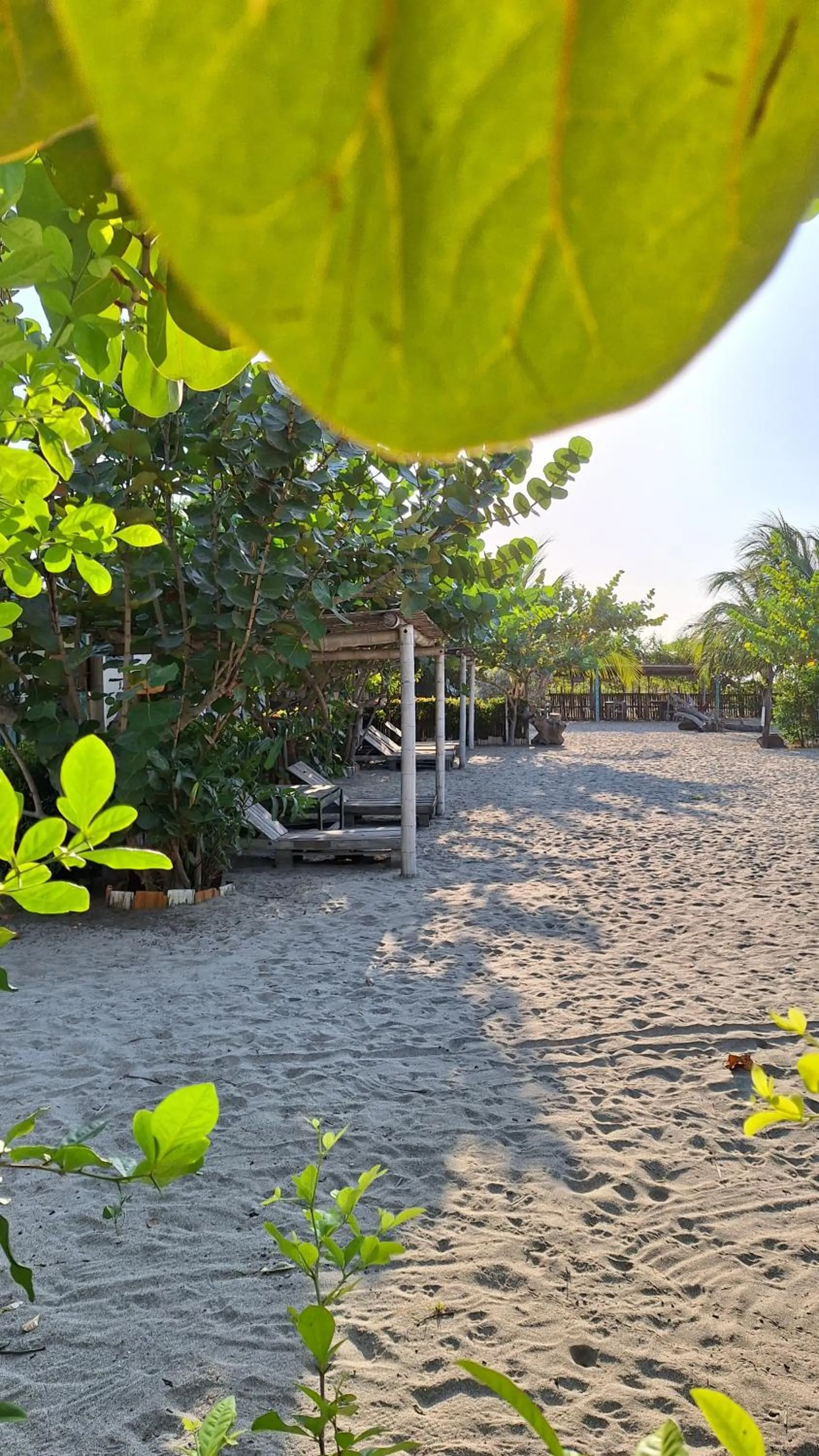 Garden in Eco-Hotel Chevere Beach