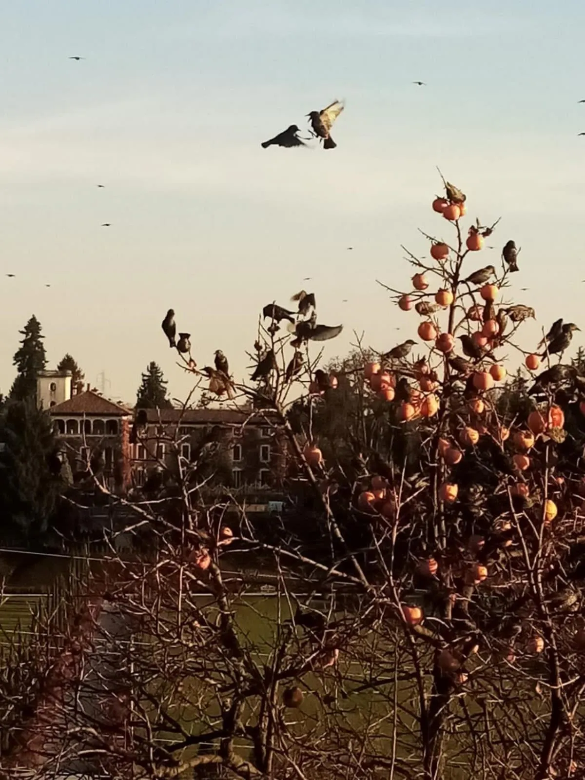 Garden in Castello di Cernusco Lombardone