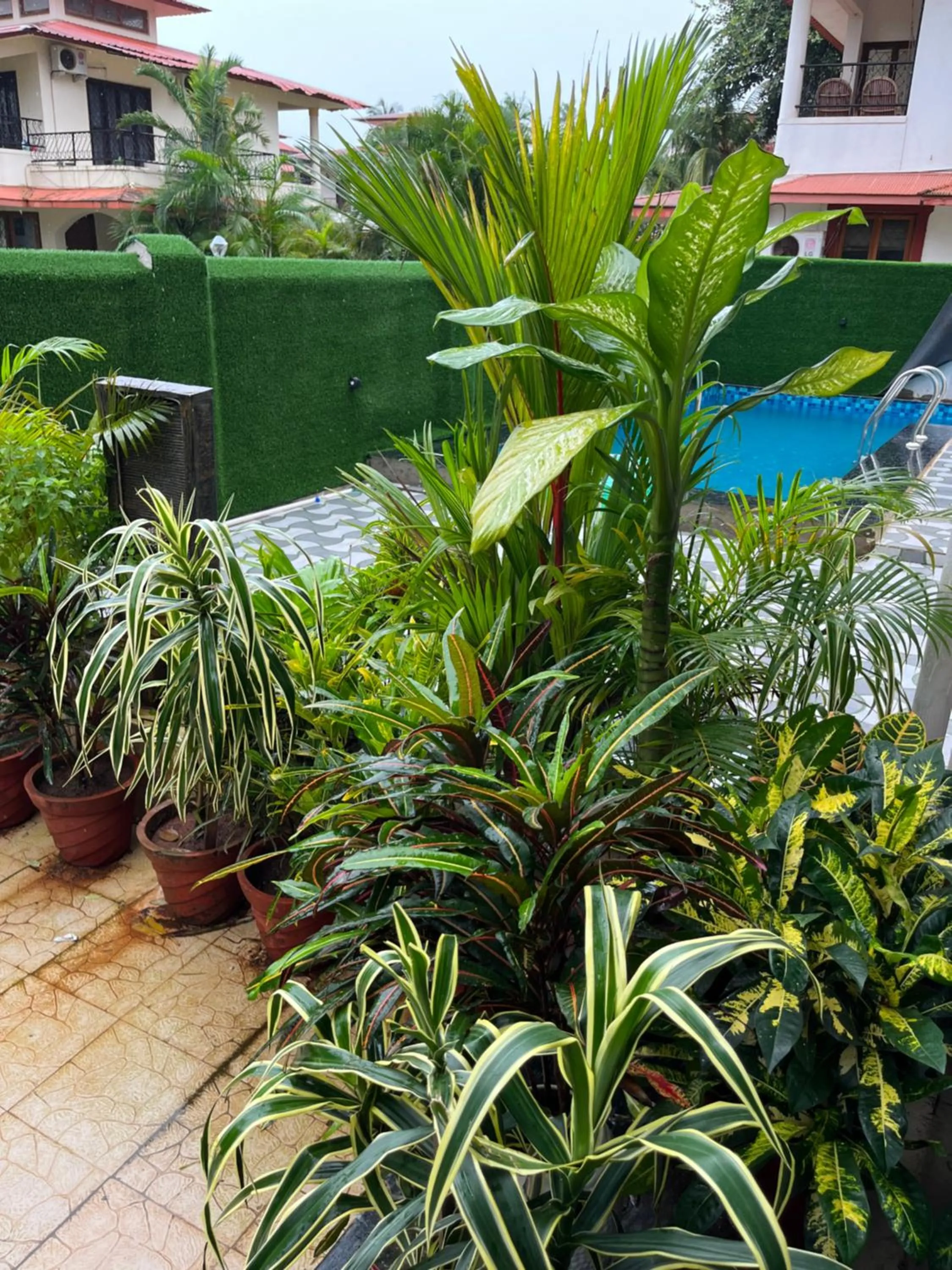 Swimming pool, Pool View in The Terra Hotel North Goa