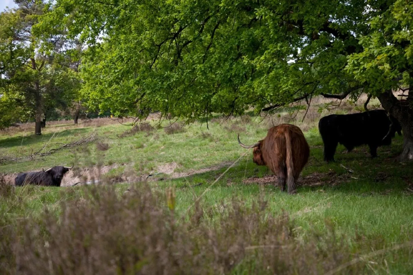 Natural landscape in Romantik Hotel Kasteel Daelenbroeck