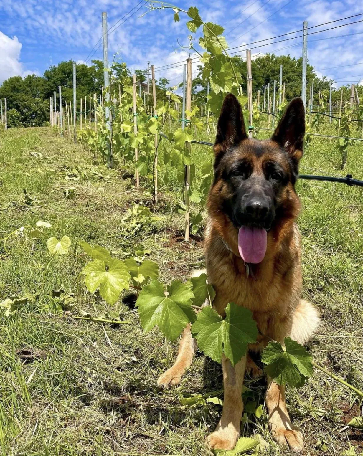 Day in Donna Vittori - Borgo Agricolo