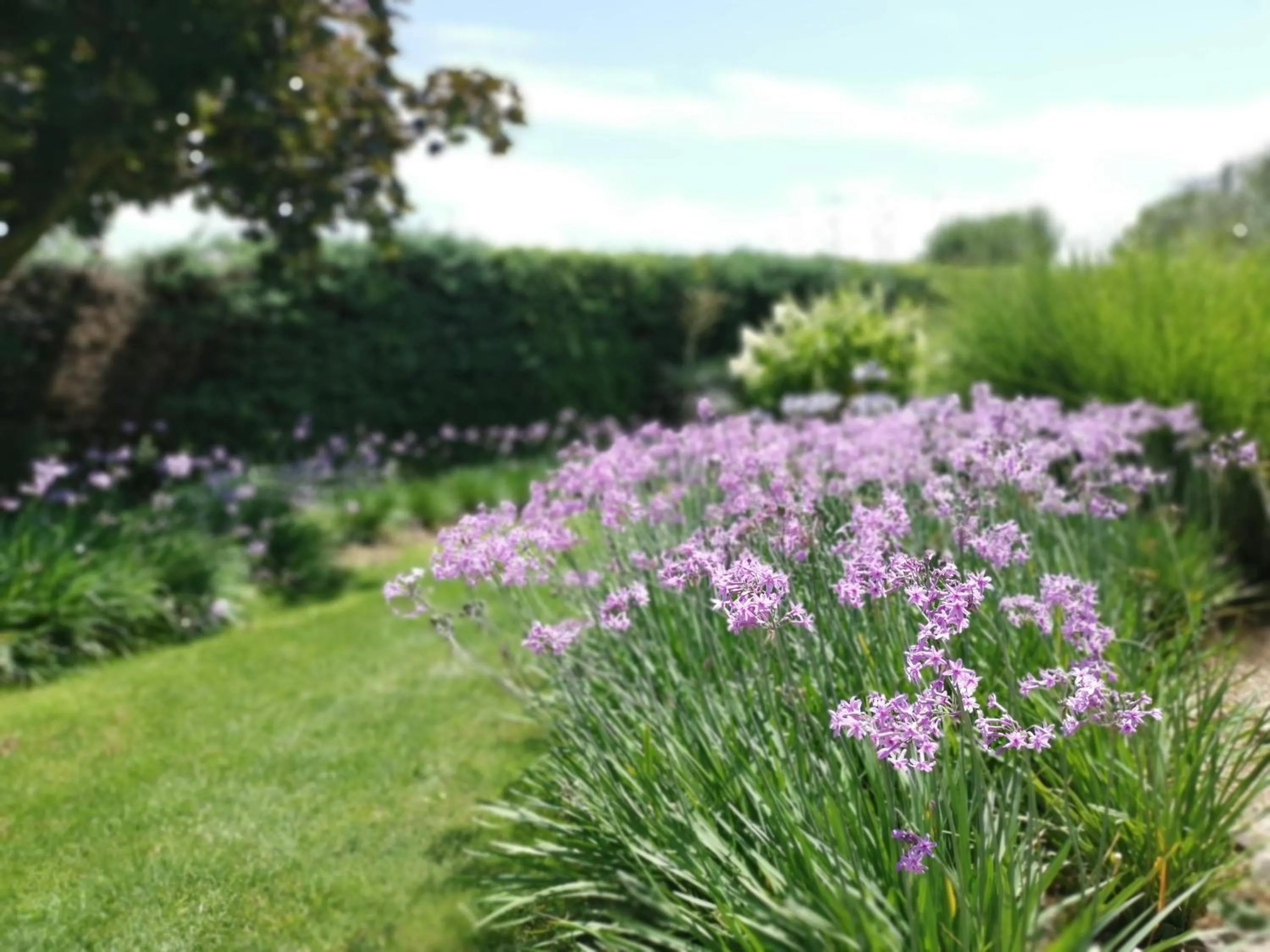 Garden in La Bastide des Mûriers