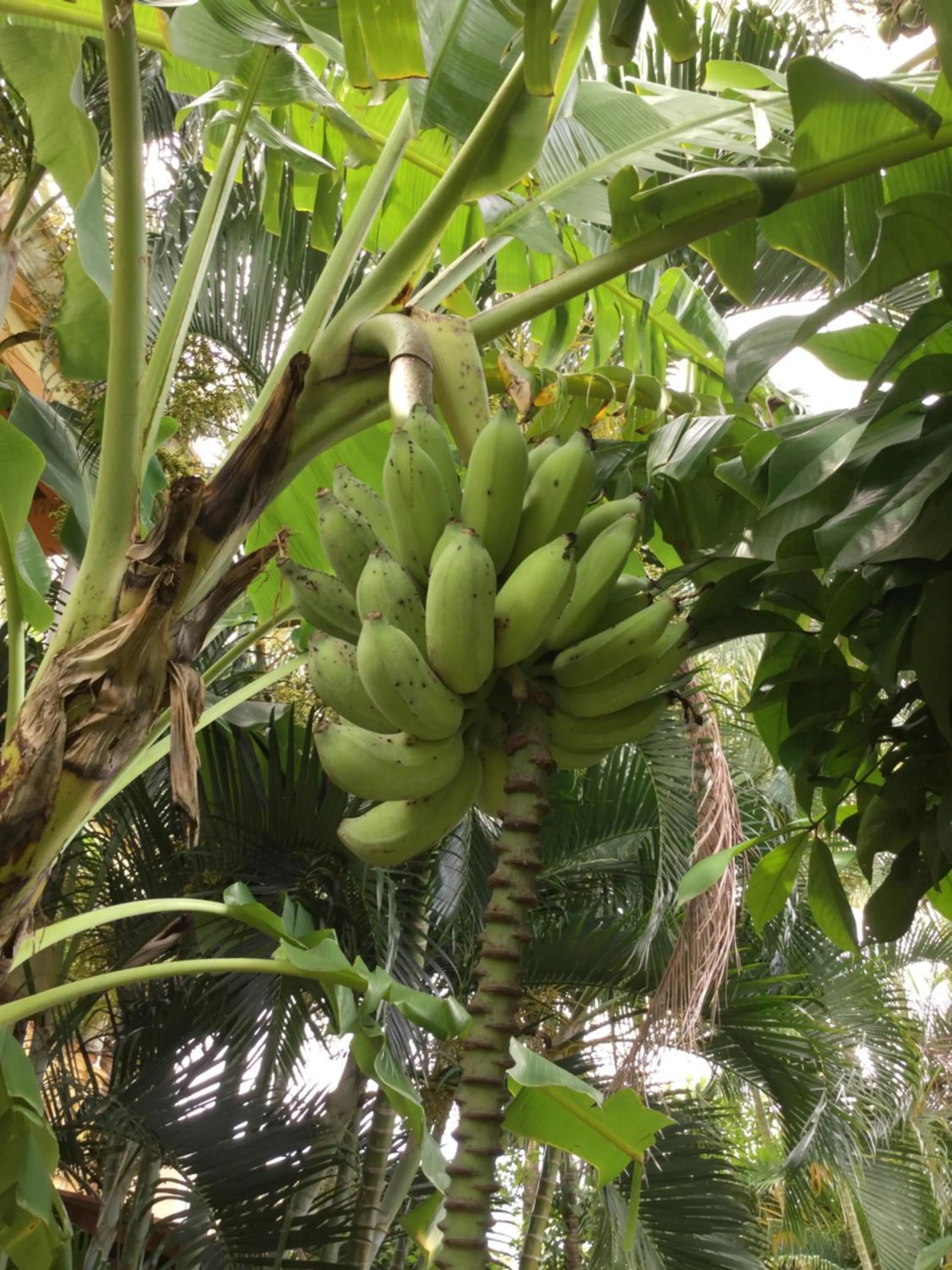 Food and drinks in La Reine Creole