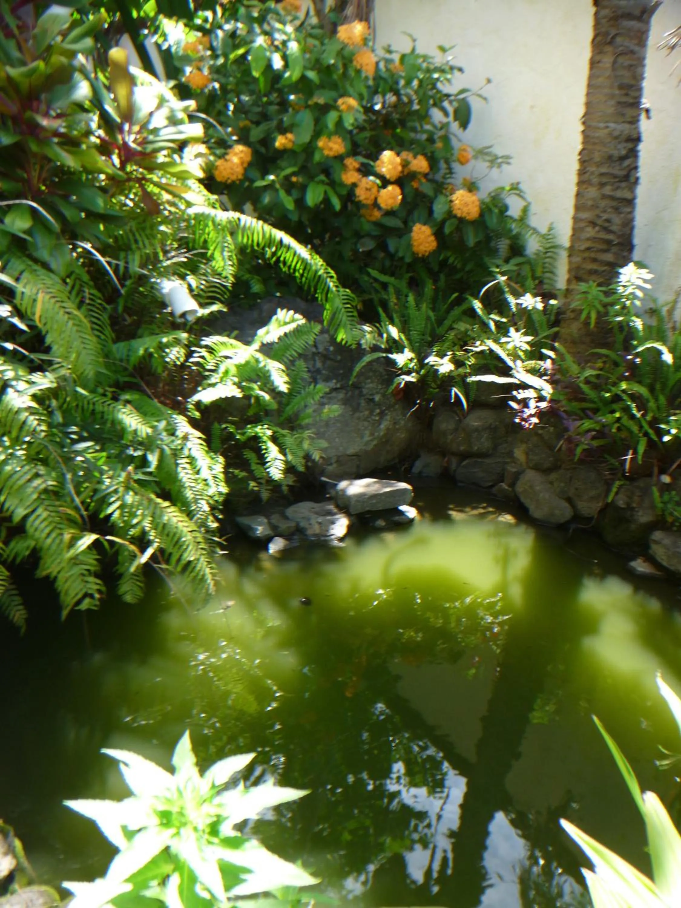 Garden in La Reine Creole